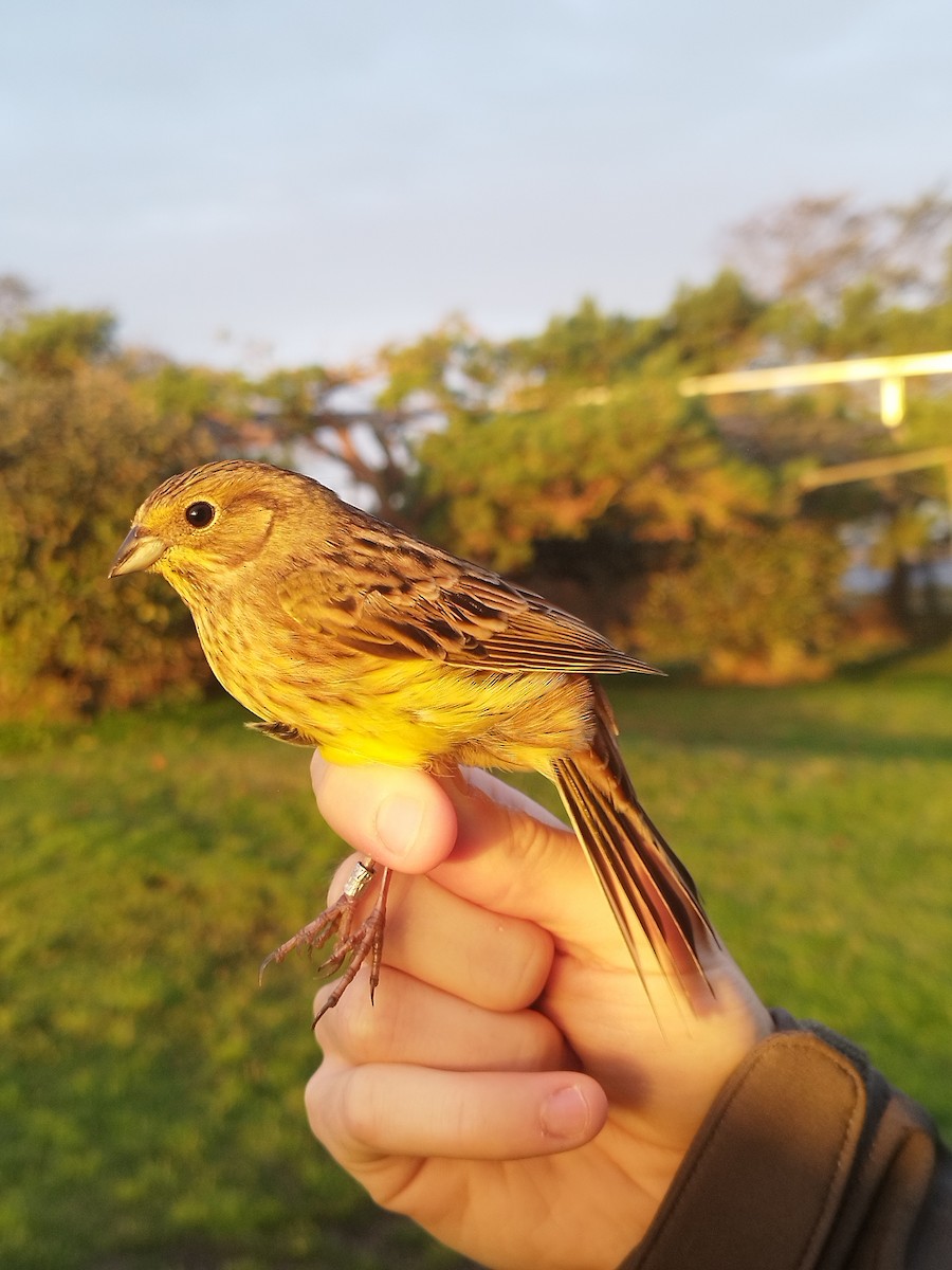 spurvehauk - ML646110998