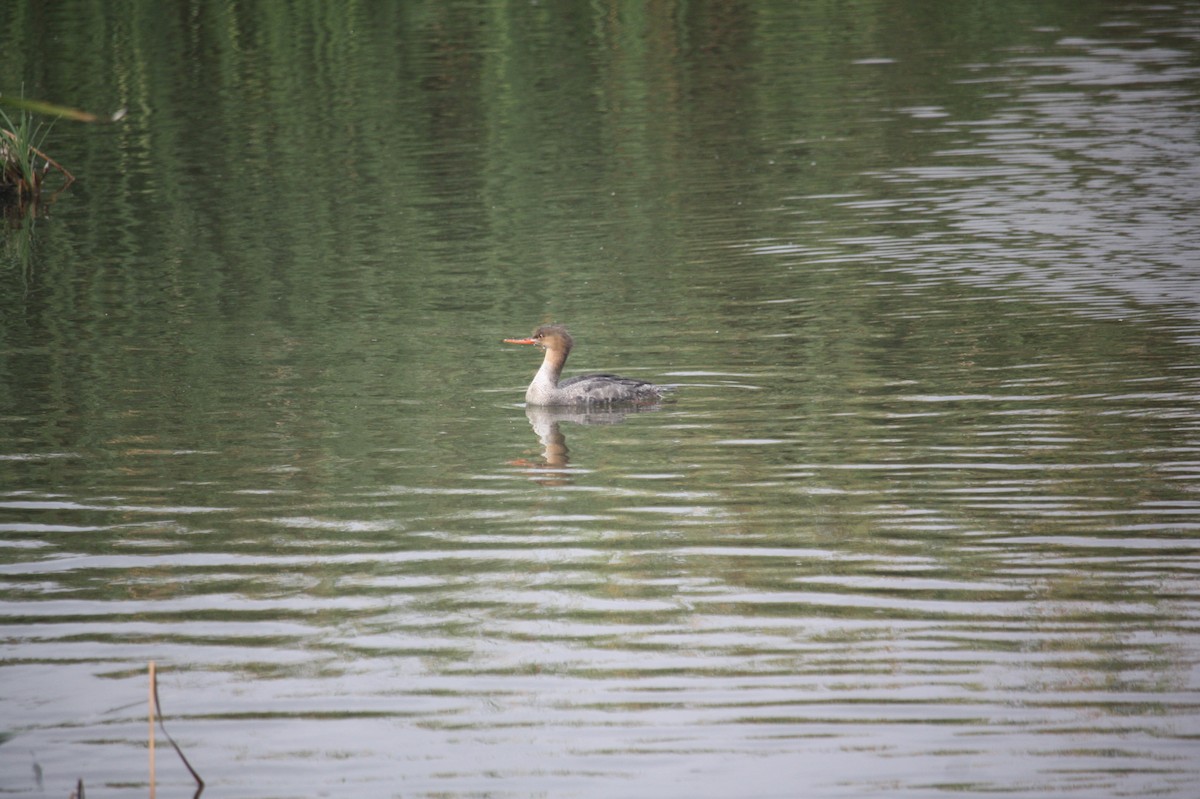 siland - ML646111000