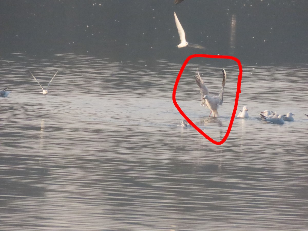 smalnebbmåke - ML646111013