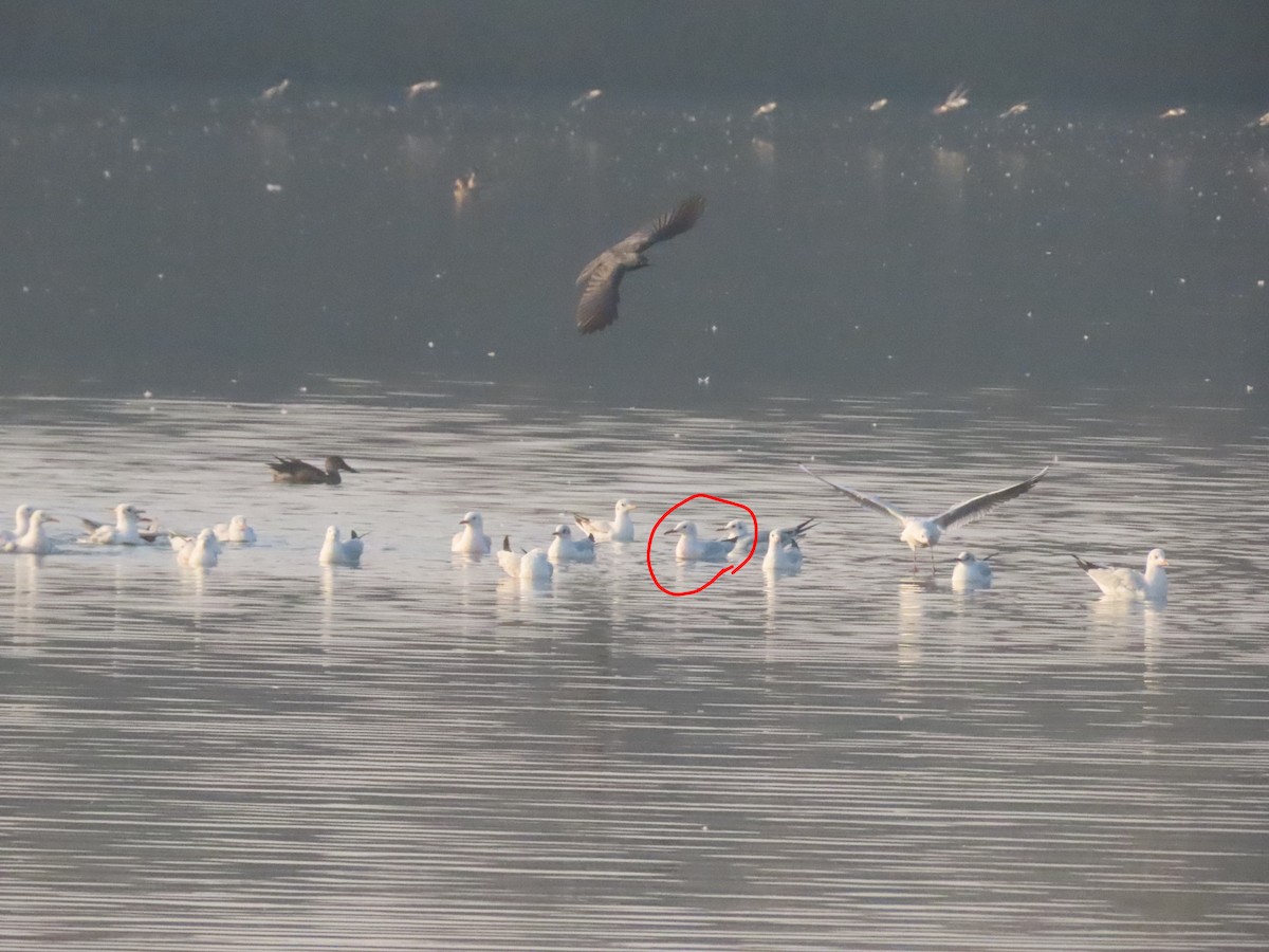 smalnebbmåke - ML646111014