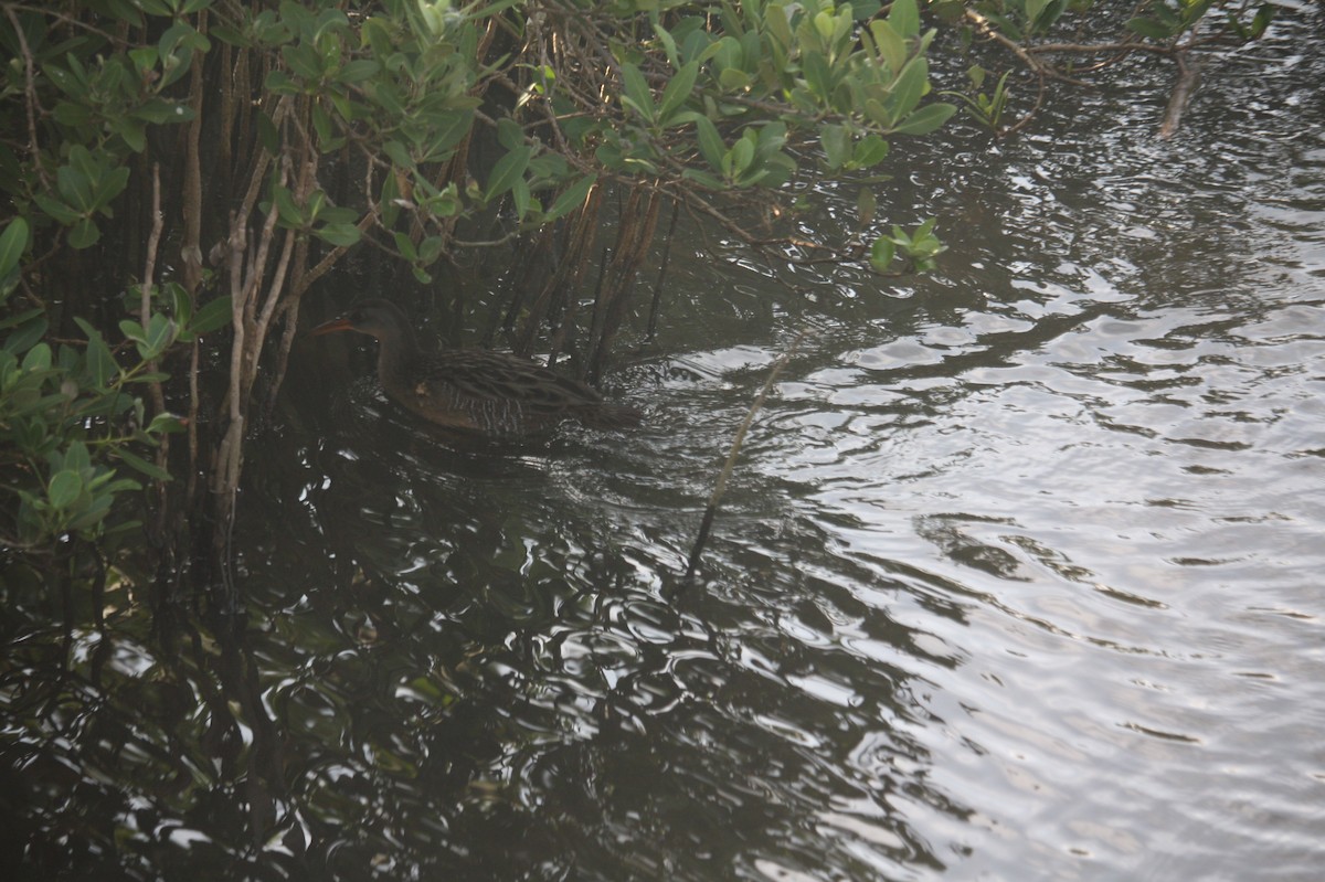 klaprerikse - ML646111019