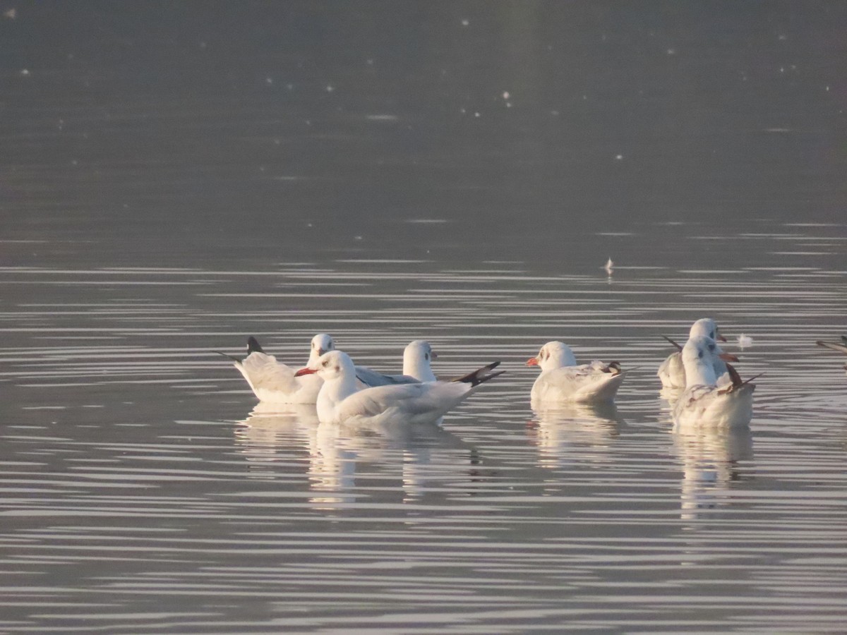 racek hnědohlavý - ML646111023