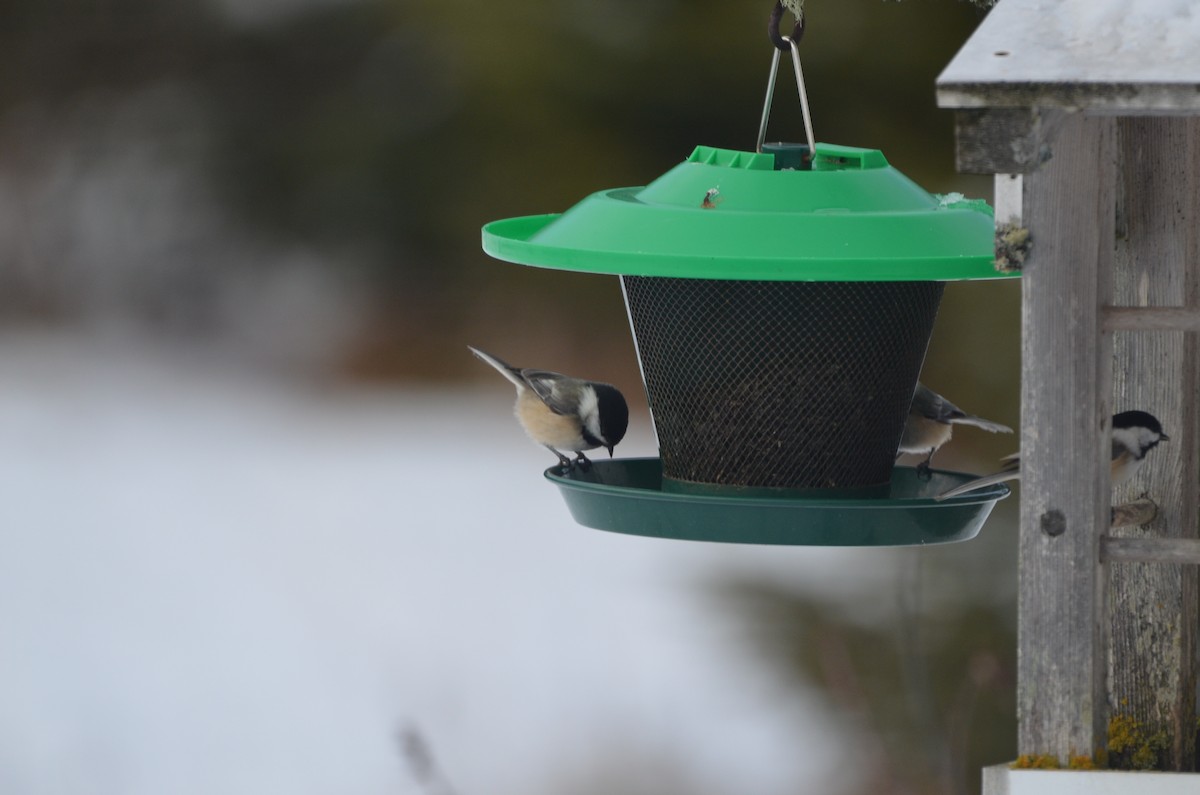 amerikameis - ML646111033