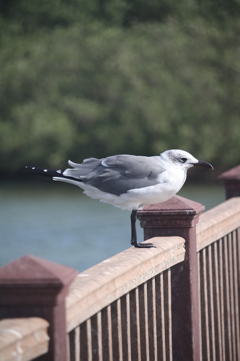 Mouette atricille - ML646111043