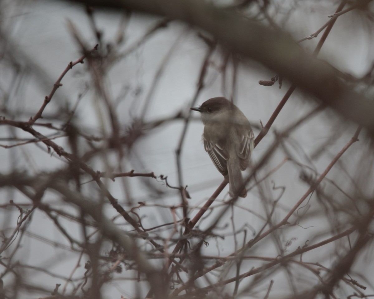 Eastern Phoebe - ML646111044