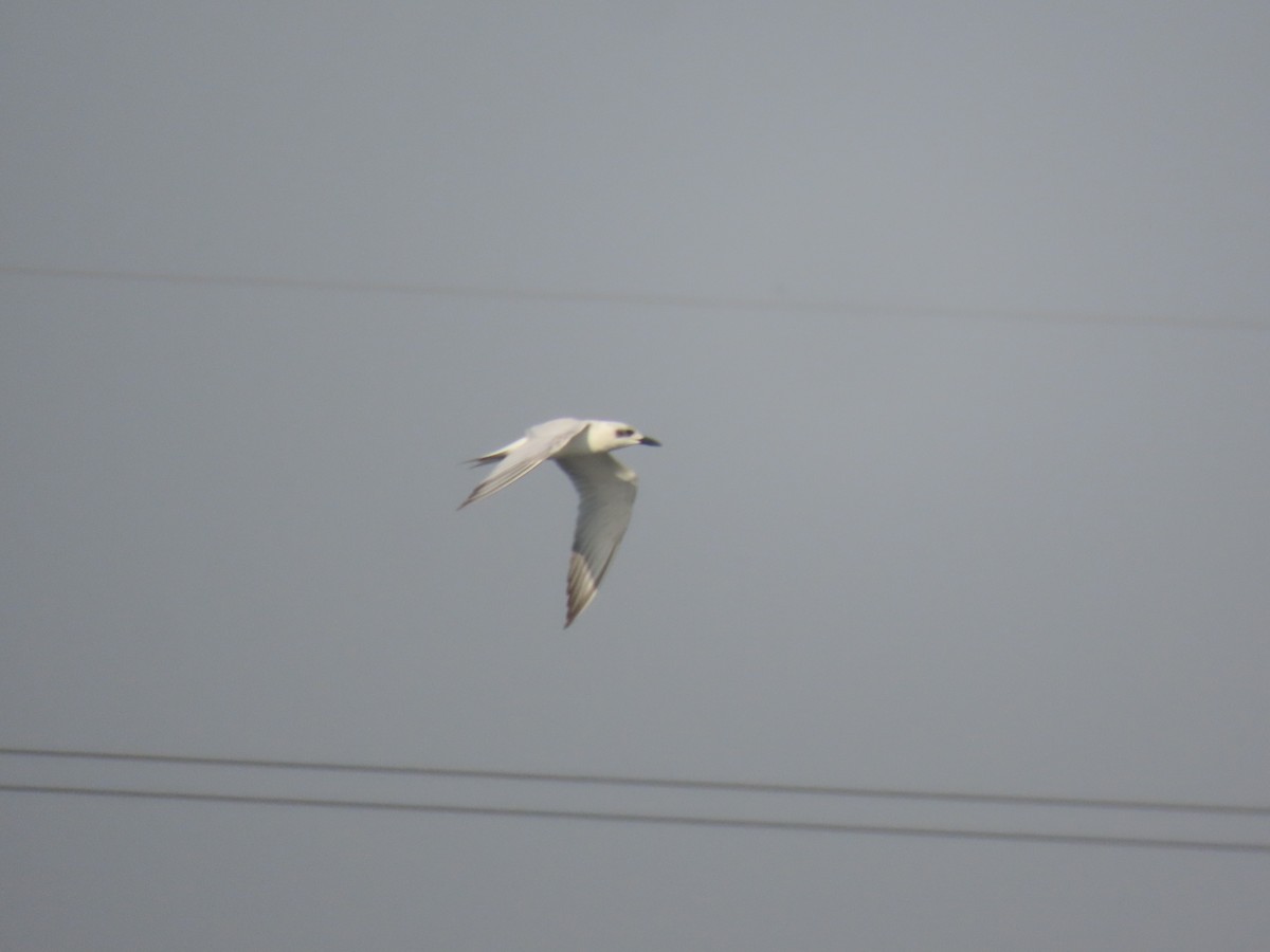 Gull-billed Tern - ML646111048