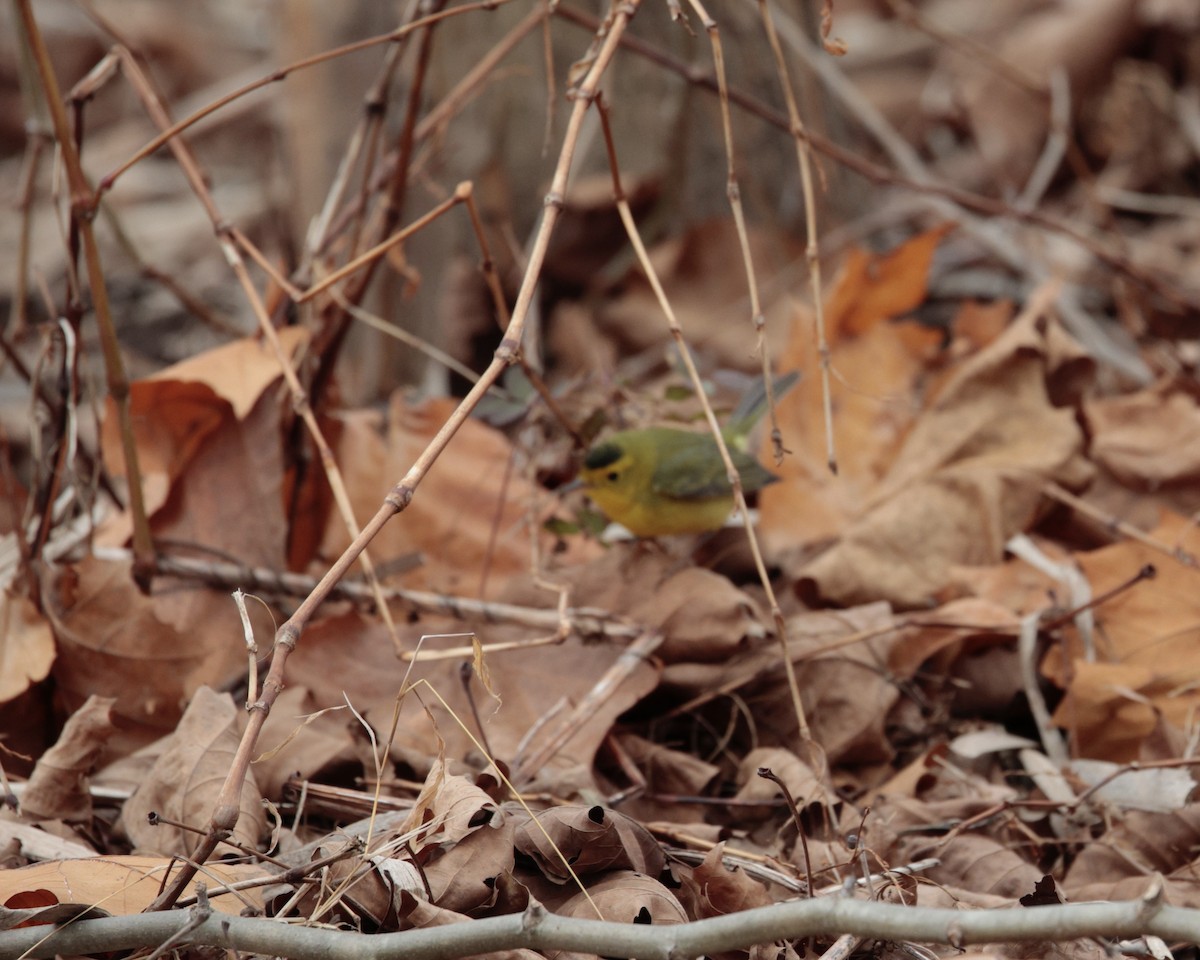 Wilson's Warbler - ML646111050