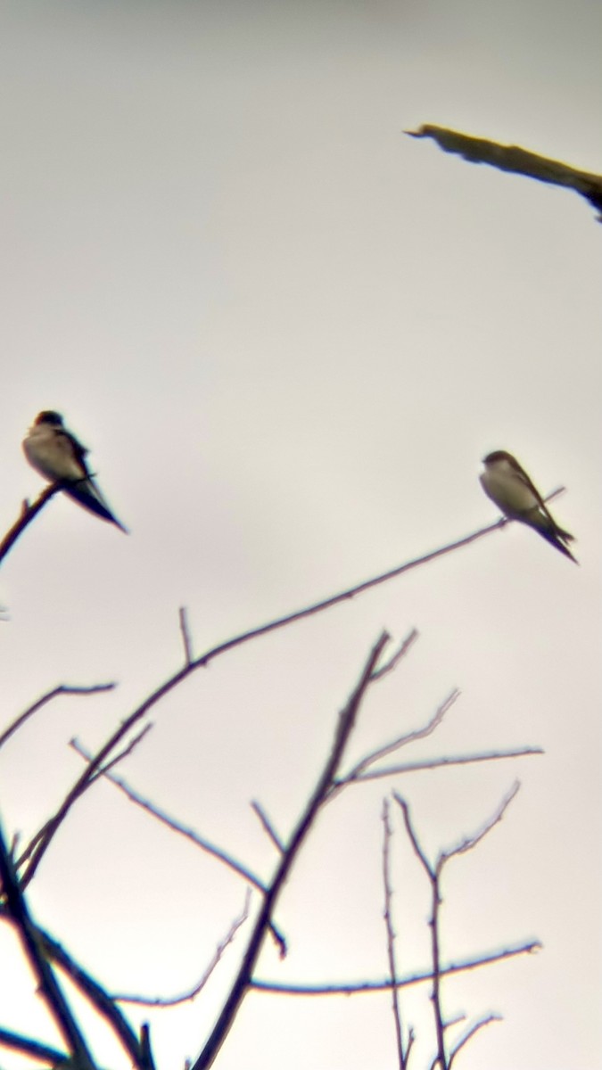Barn Swallow - ML646111052
