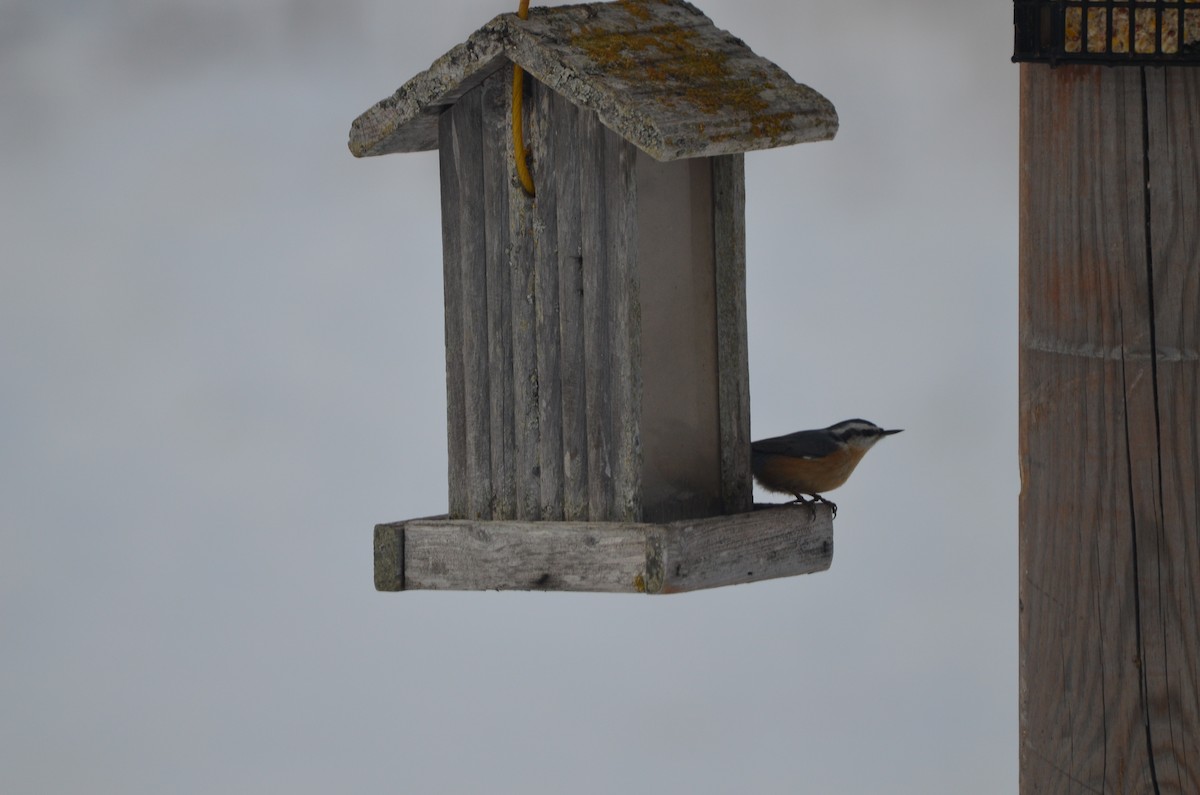 Red-breasted Nuthatch - ML646111054