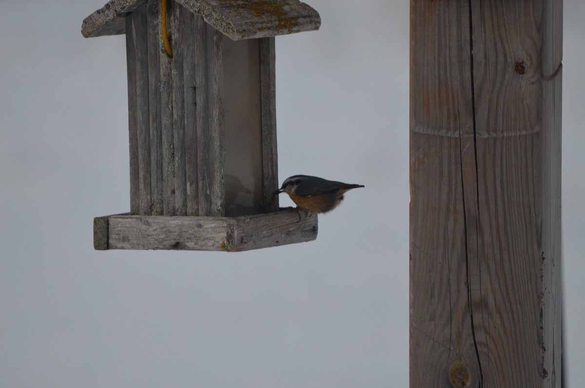 Red-breasted Nuthatch - ML646111055