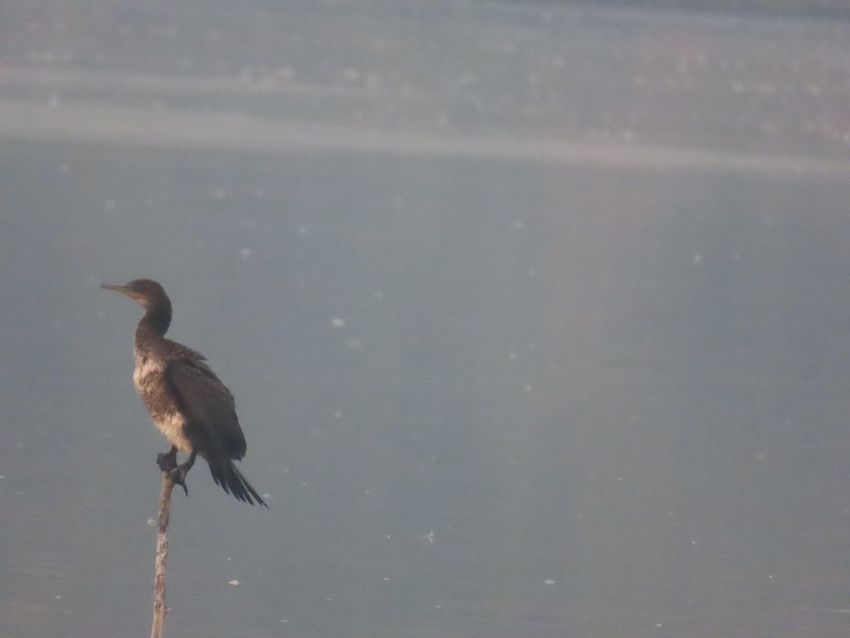 Indian Cormorant - ML646111056