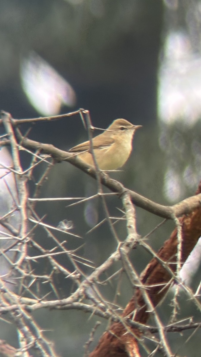 Sykes's Warbler - ML646111059