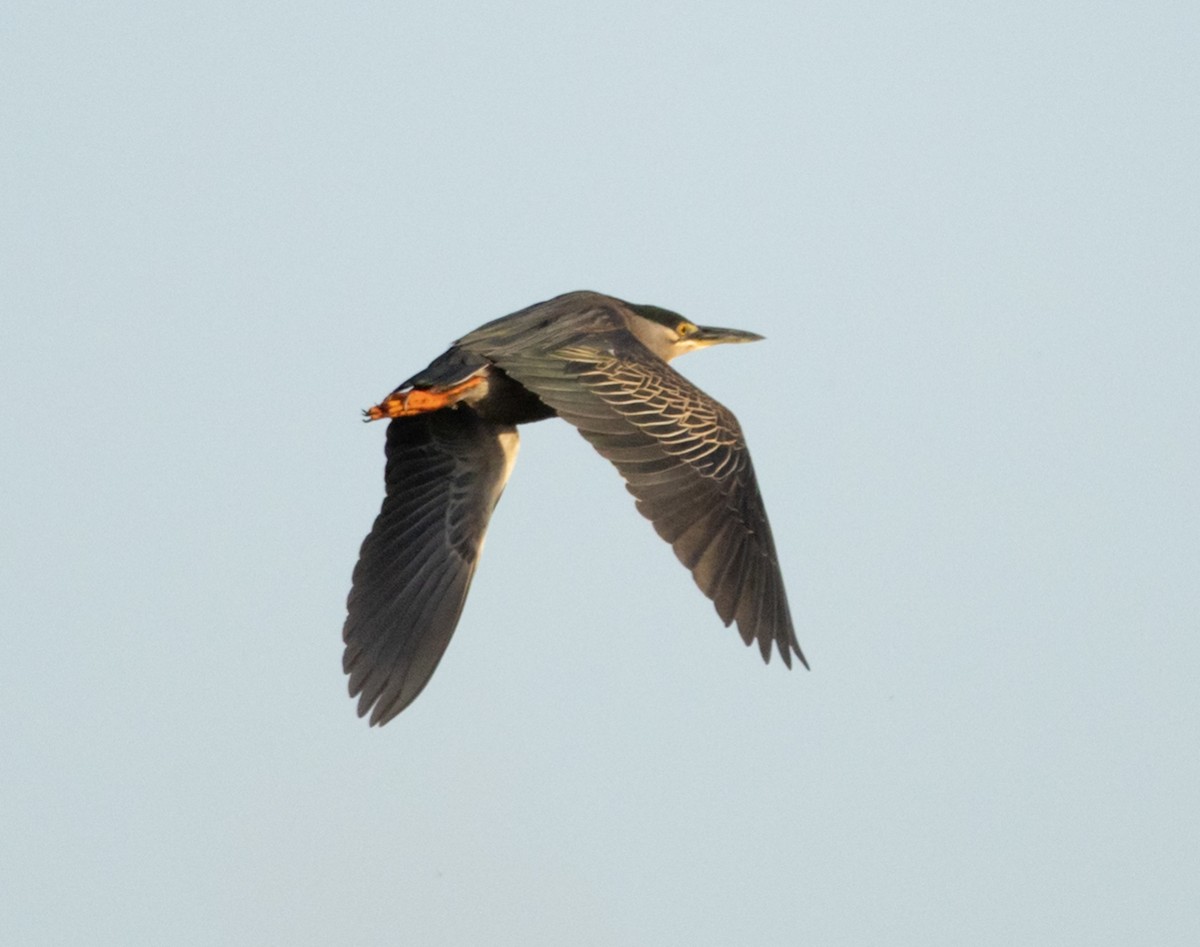Striated Heron - ML646111061
