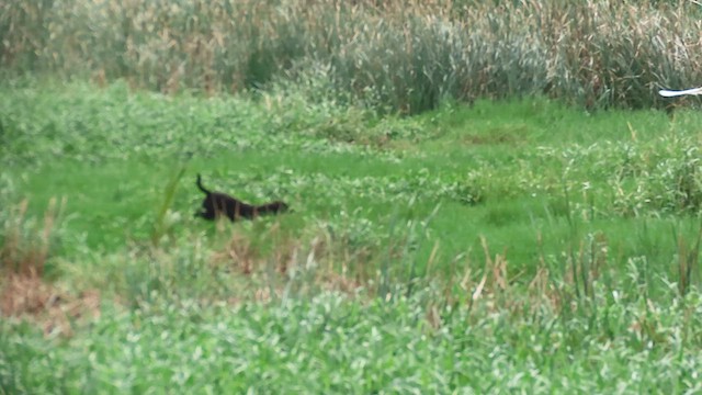 Eastern Cattle-Egret - ML646111062