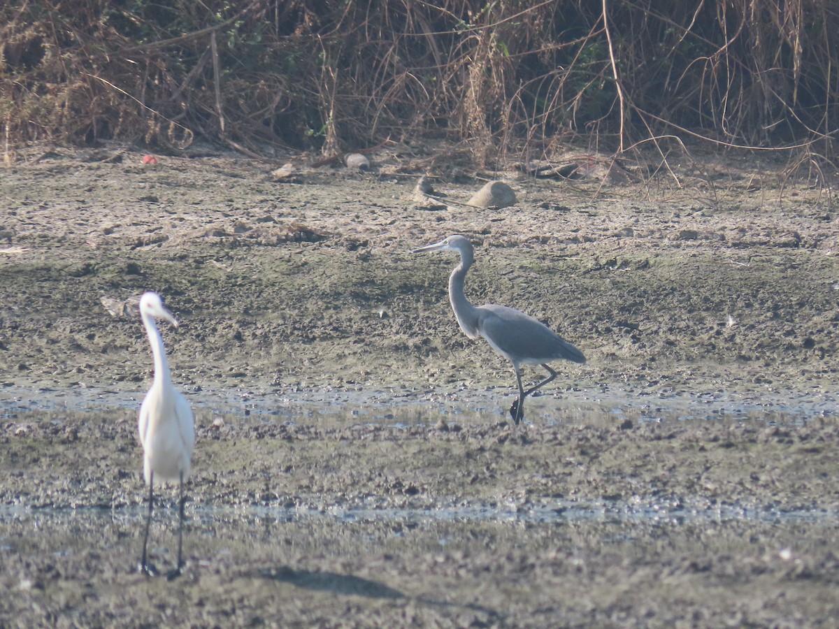 Western Reef-Heron - ML646111063