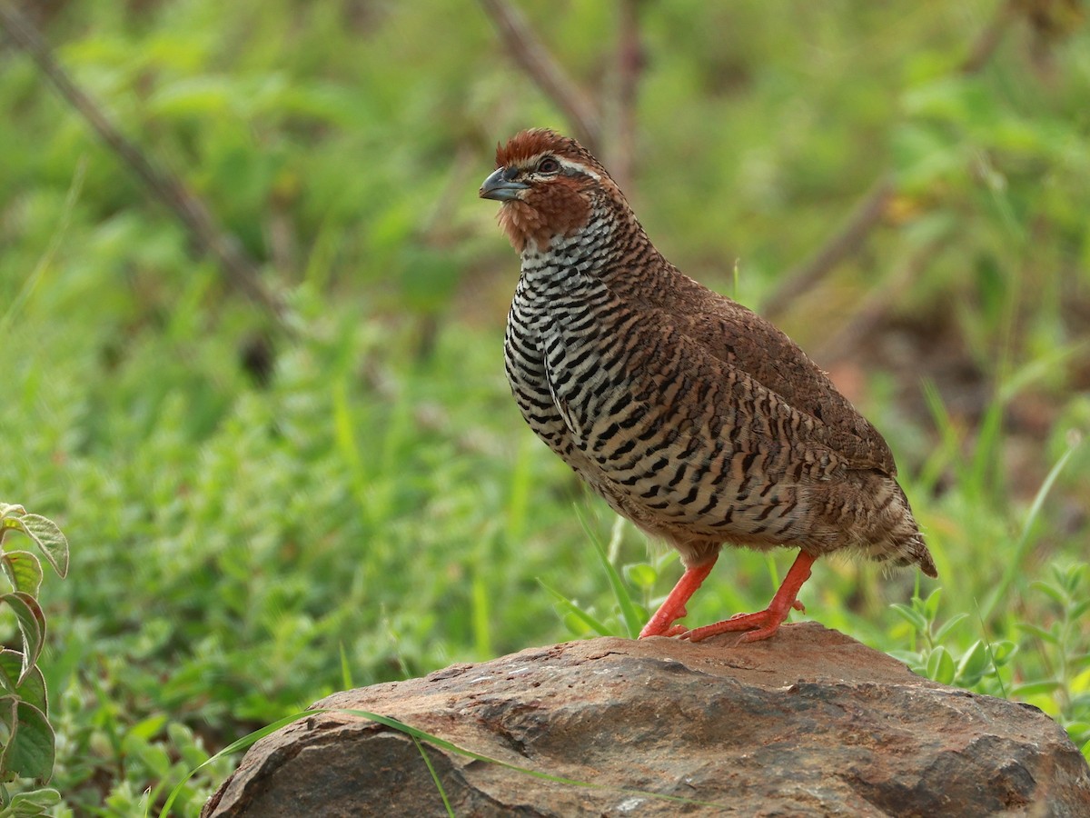 křepelka skalní - ML646111064