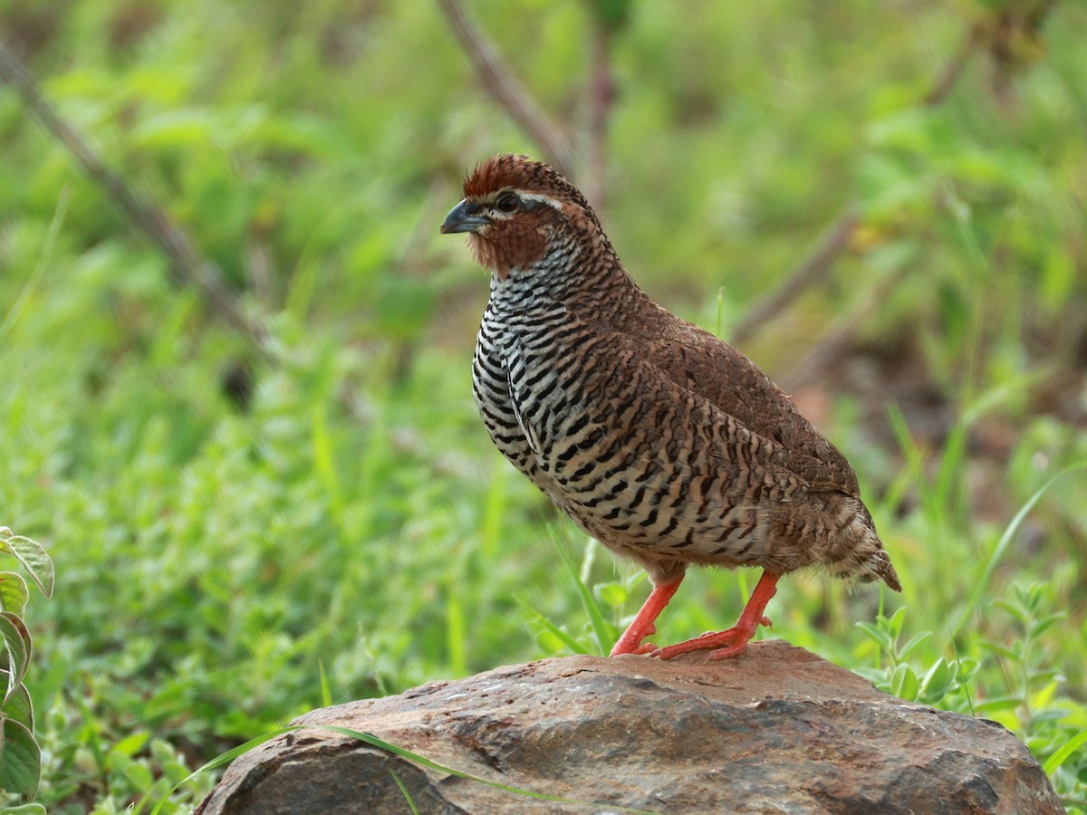 křepelka skalní - ML646111065