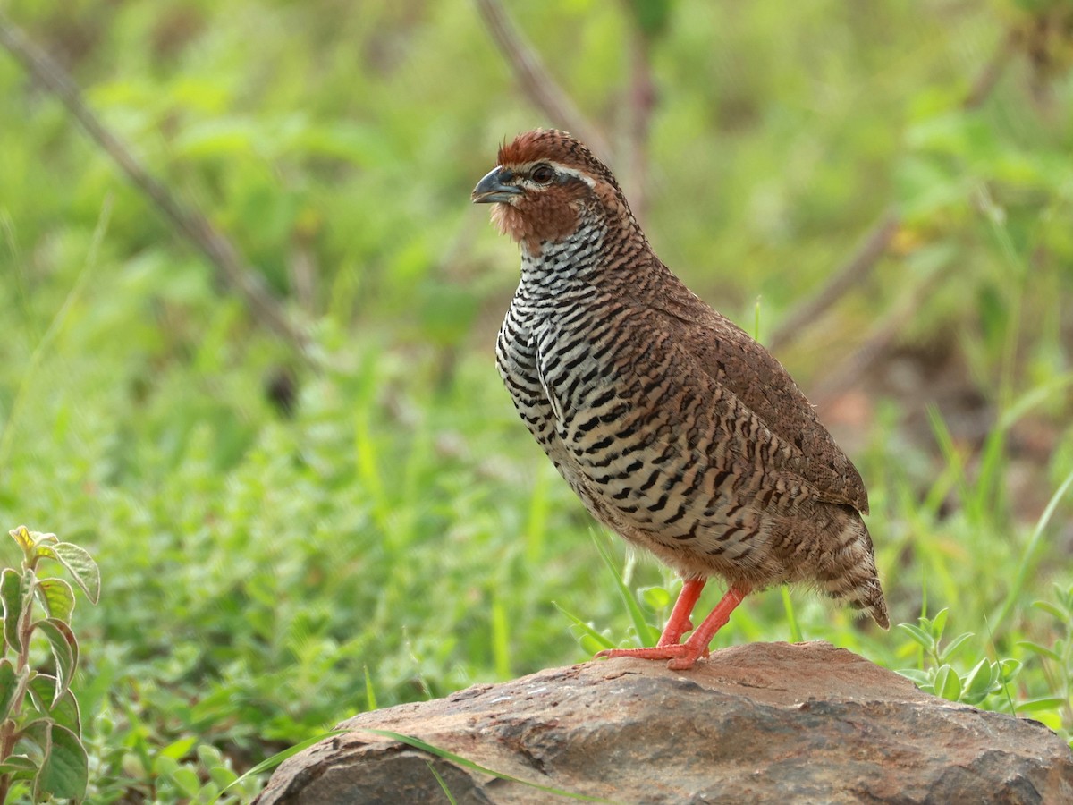 křepelka skalní - ML646111067