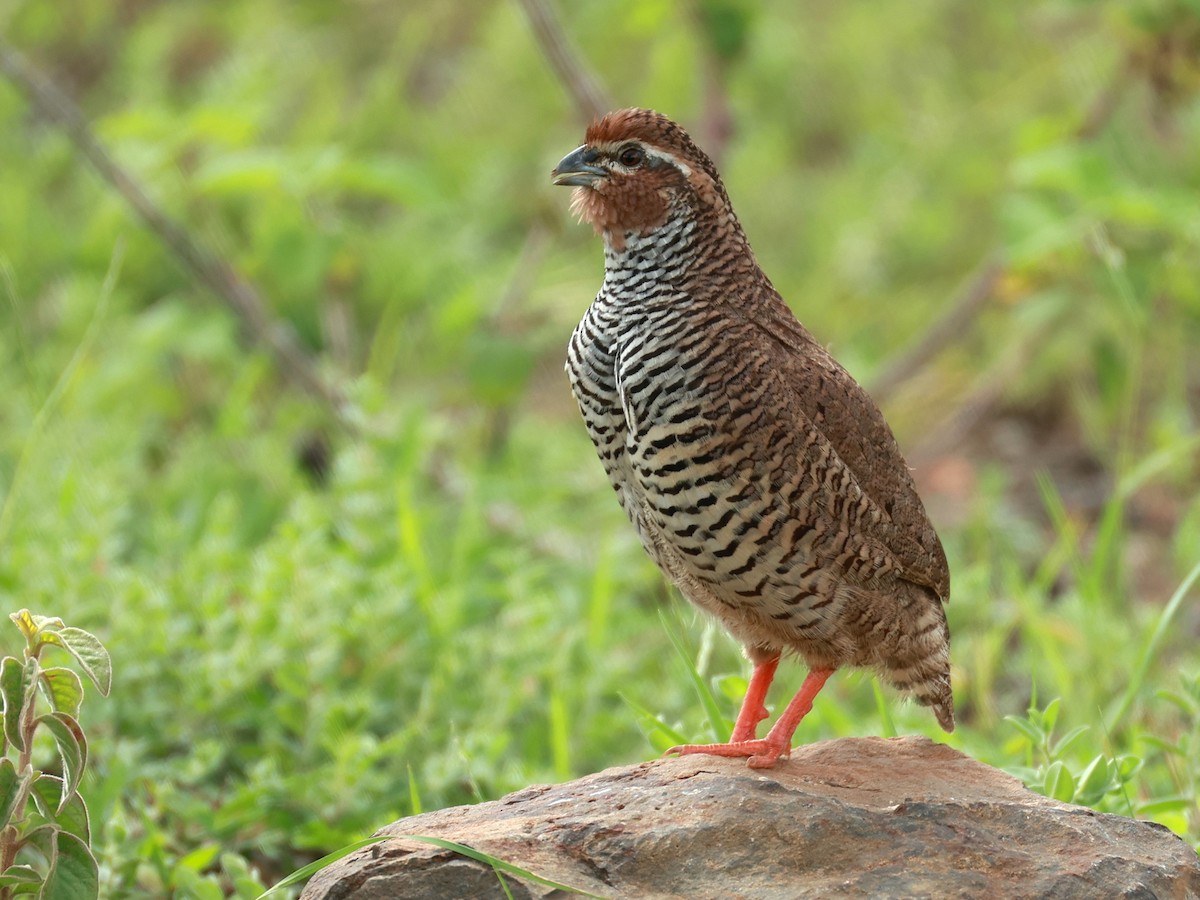 křepelka skalní - ML646111068