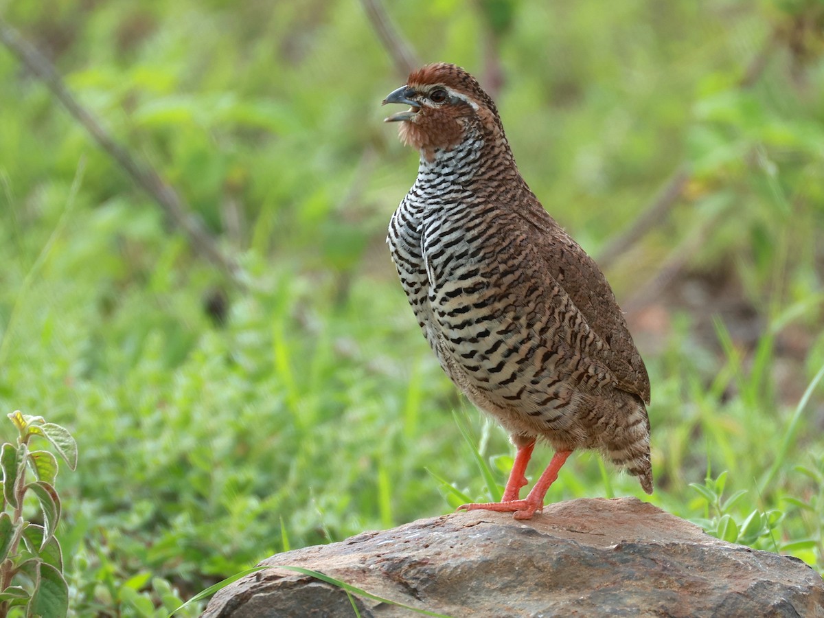 křepelka skalní - ML646111069