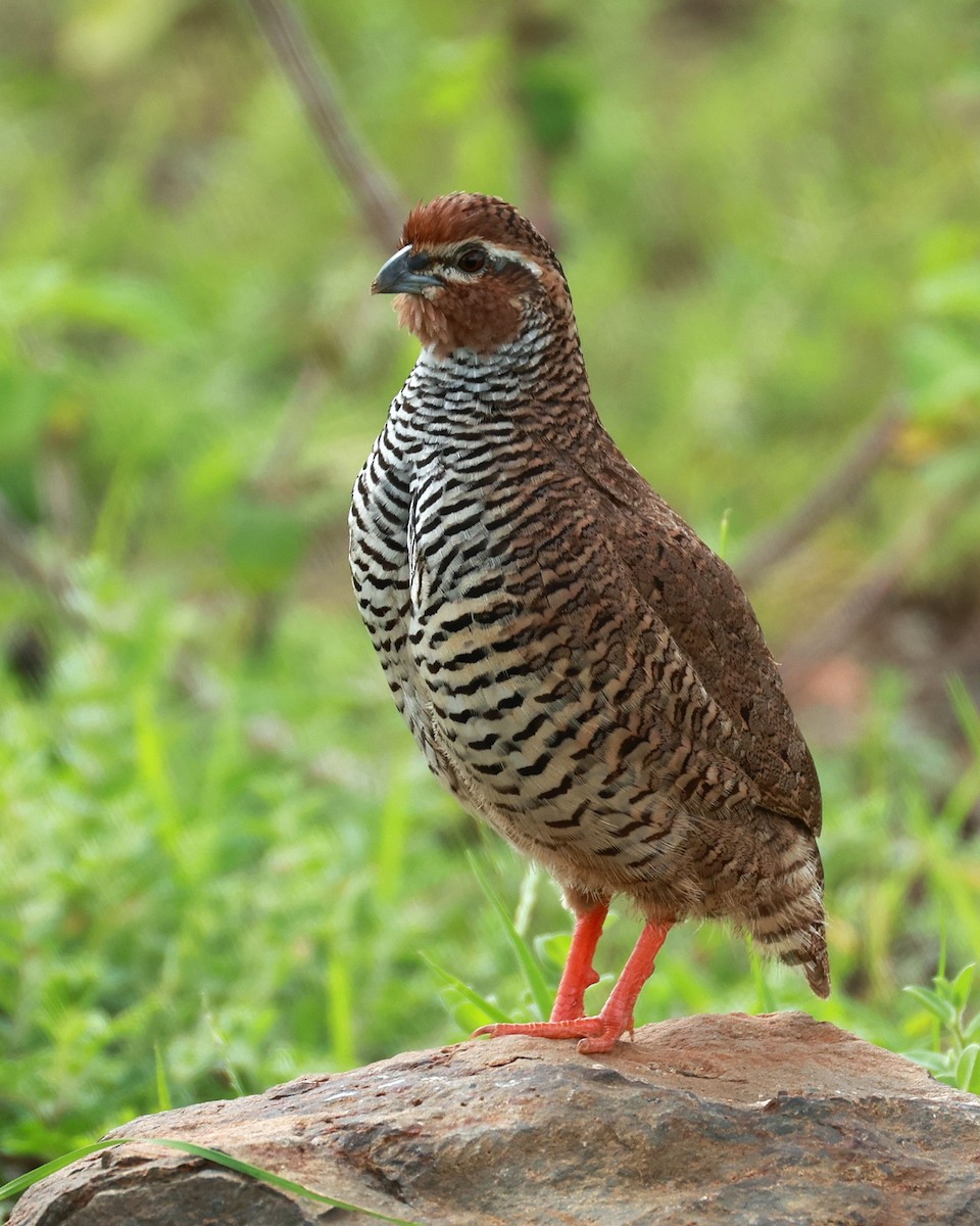 křepelka skalní - ML646111070