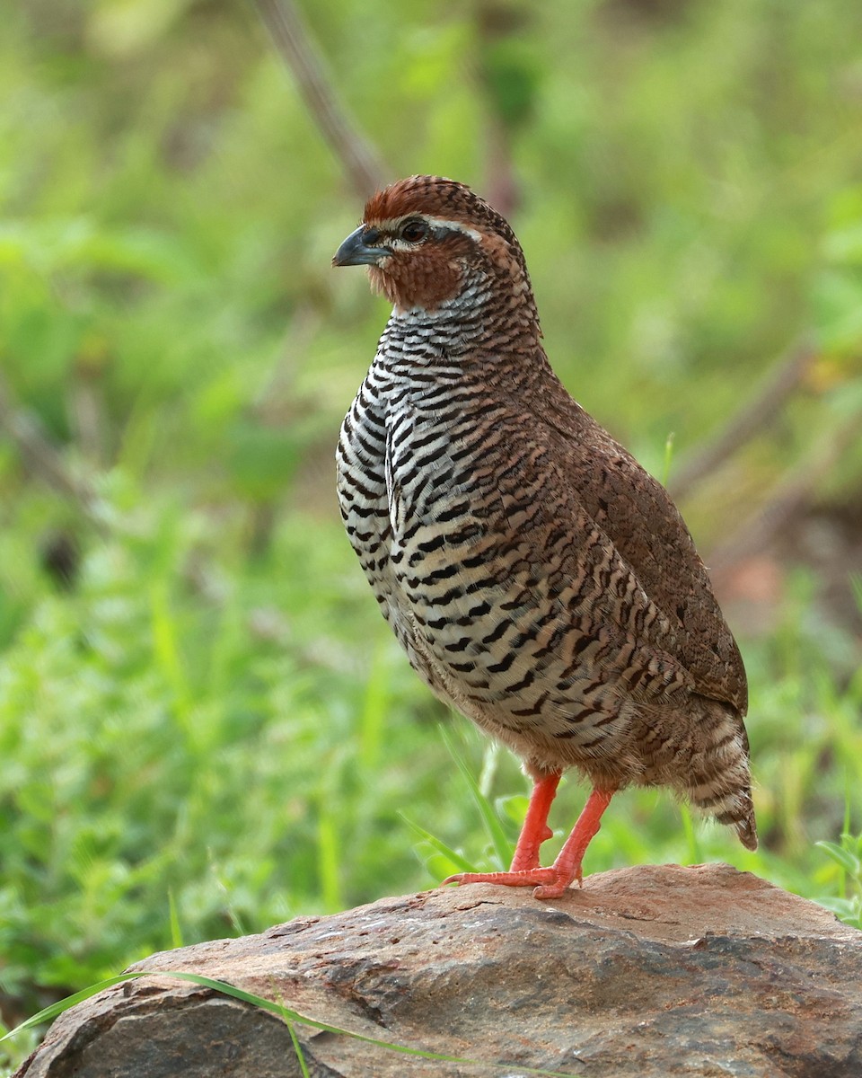 křepelka skalní - ML646111071