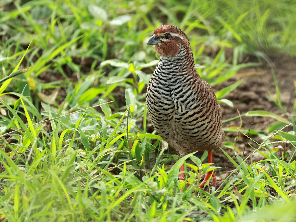 křepelka skalní - ML646111072