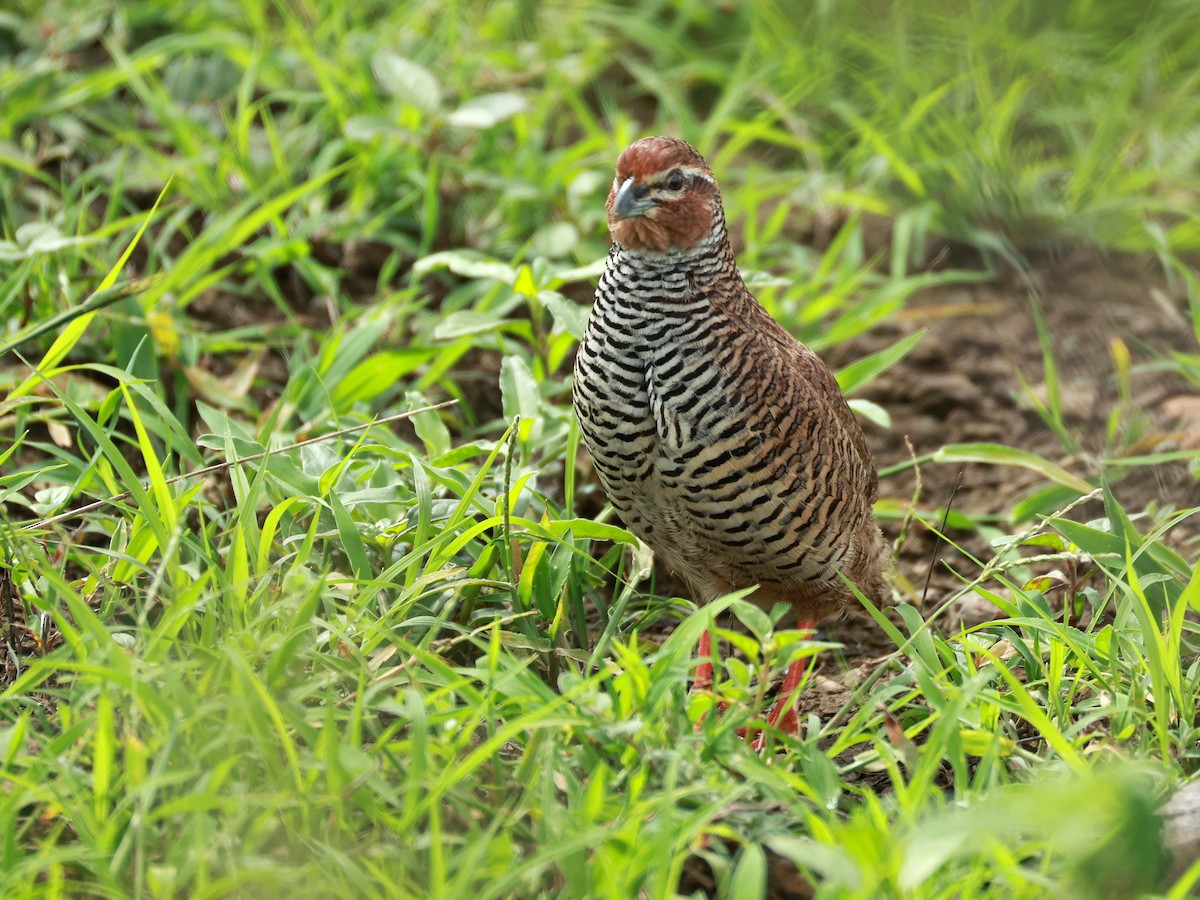 křepelka skalní - ML646111073