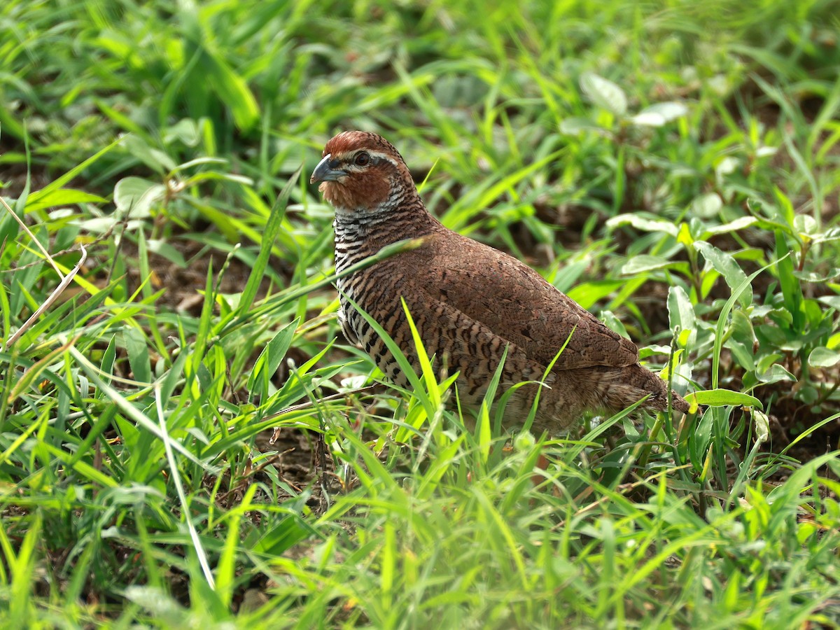 křepelka skalní - ML646111074