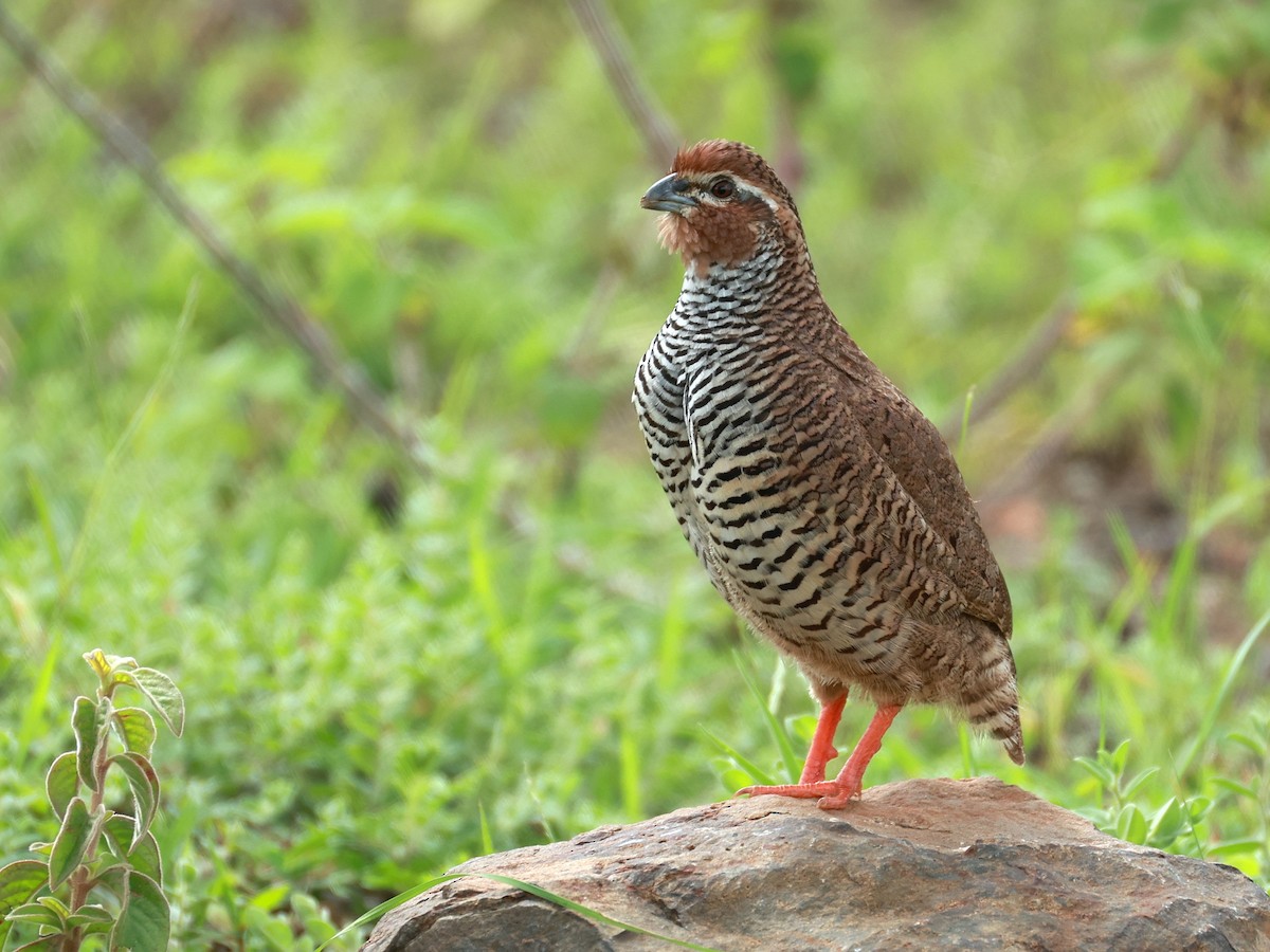 křepelka skalní - ML646111075