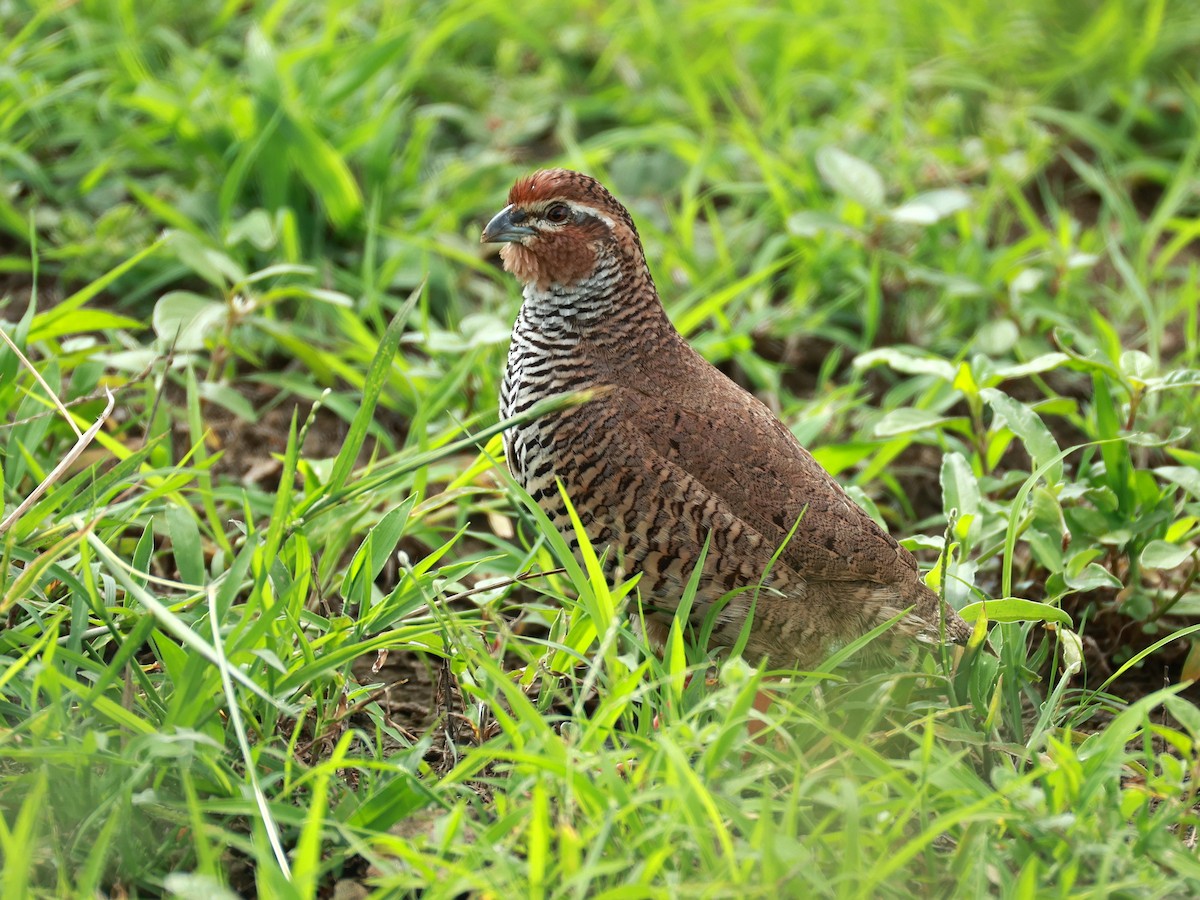 křepelka skalní - ML646111076