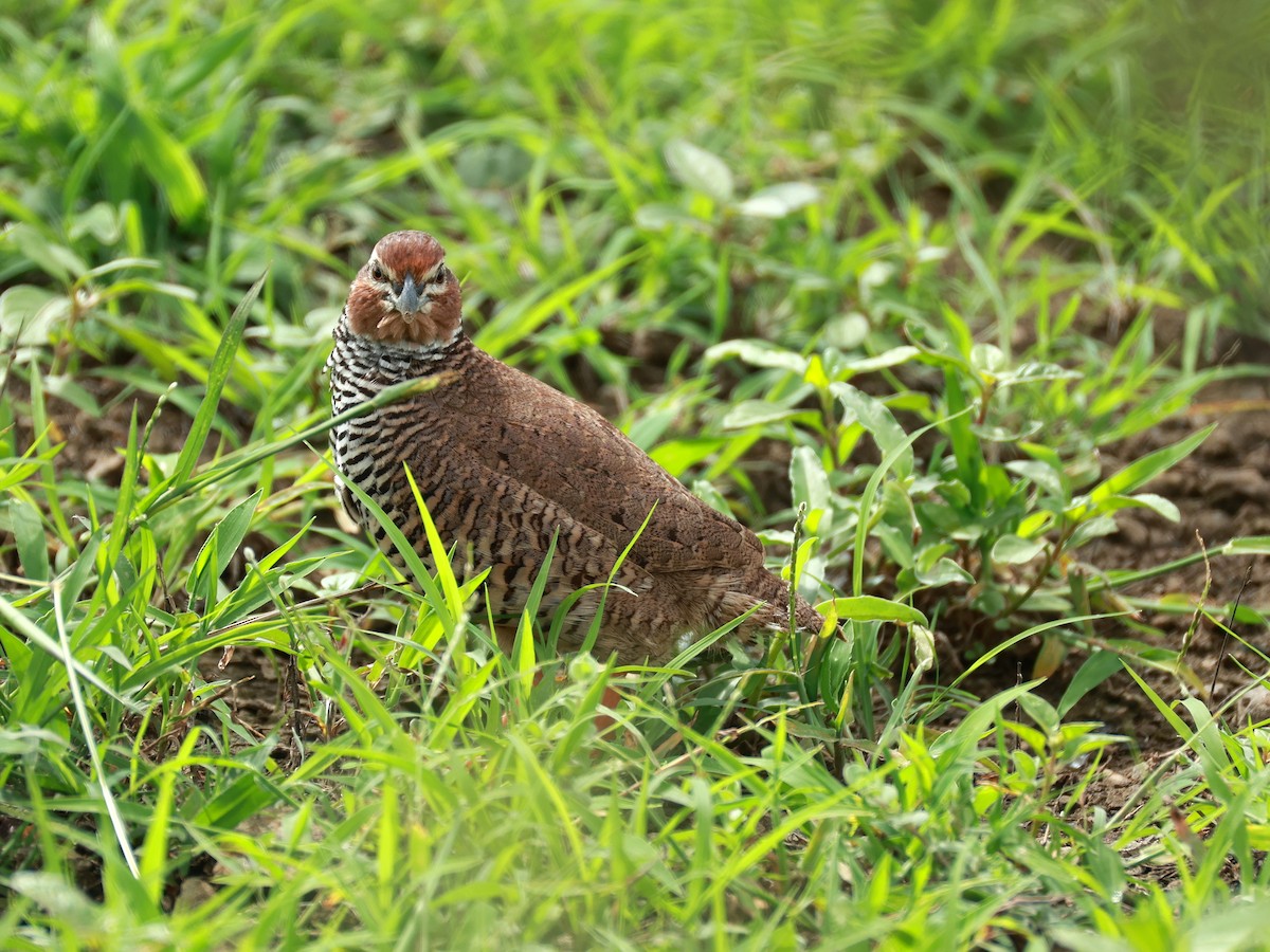 křepelka skalní - ML646111077