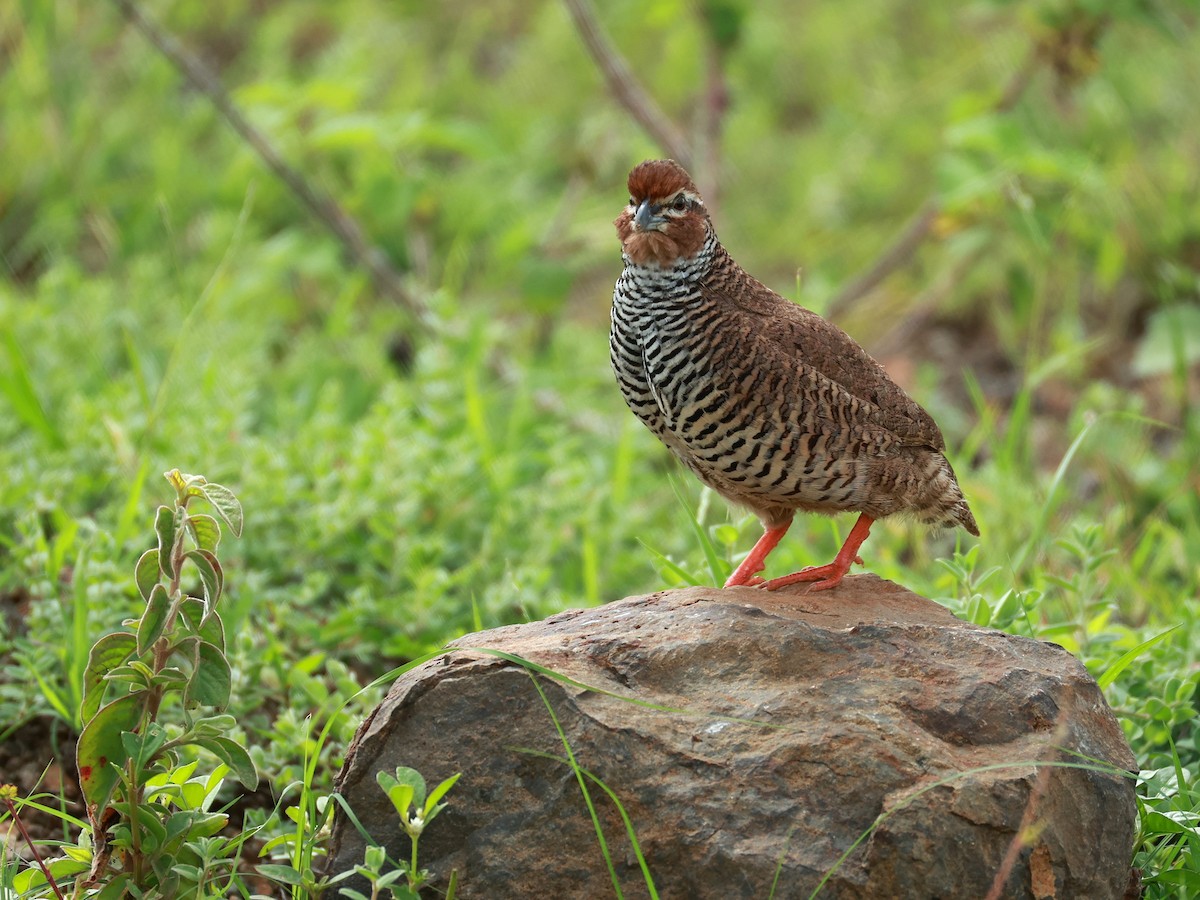 křepelka skalní - ML646111078