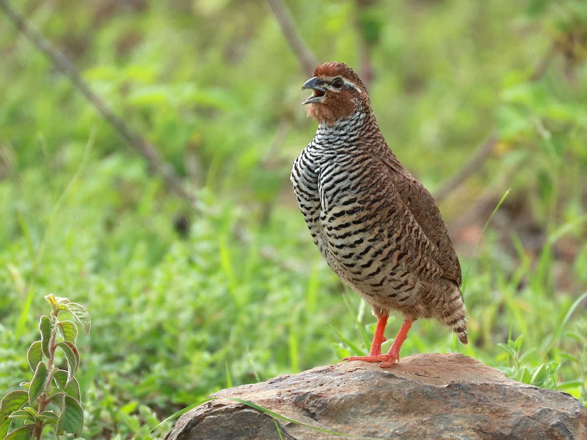 křepelka skalní - ML646111079