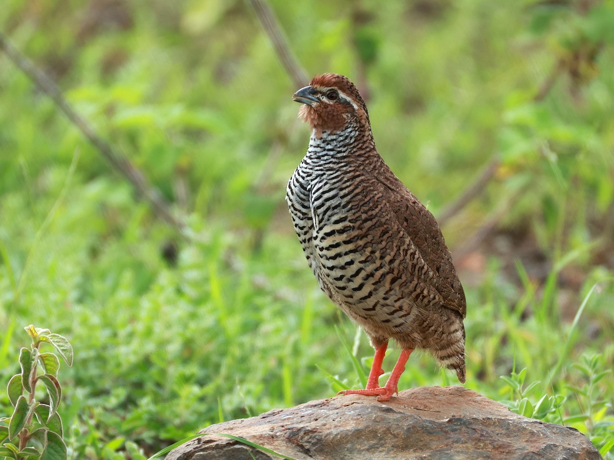 křepelka skalní - ML646111080