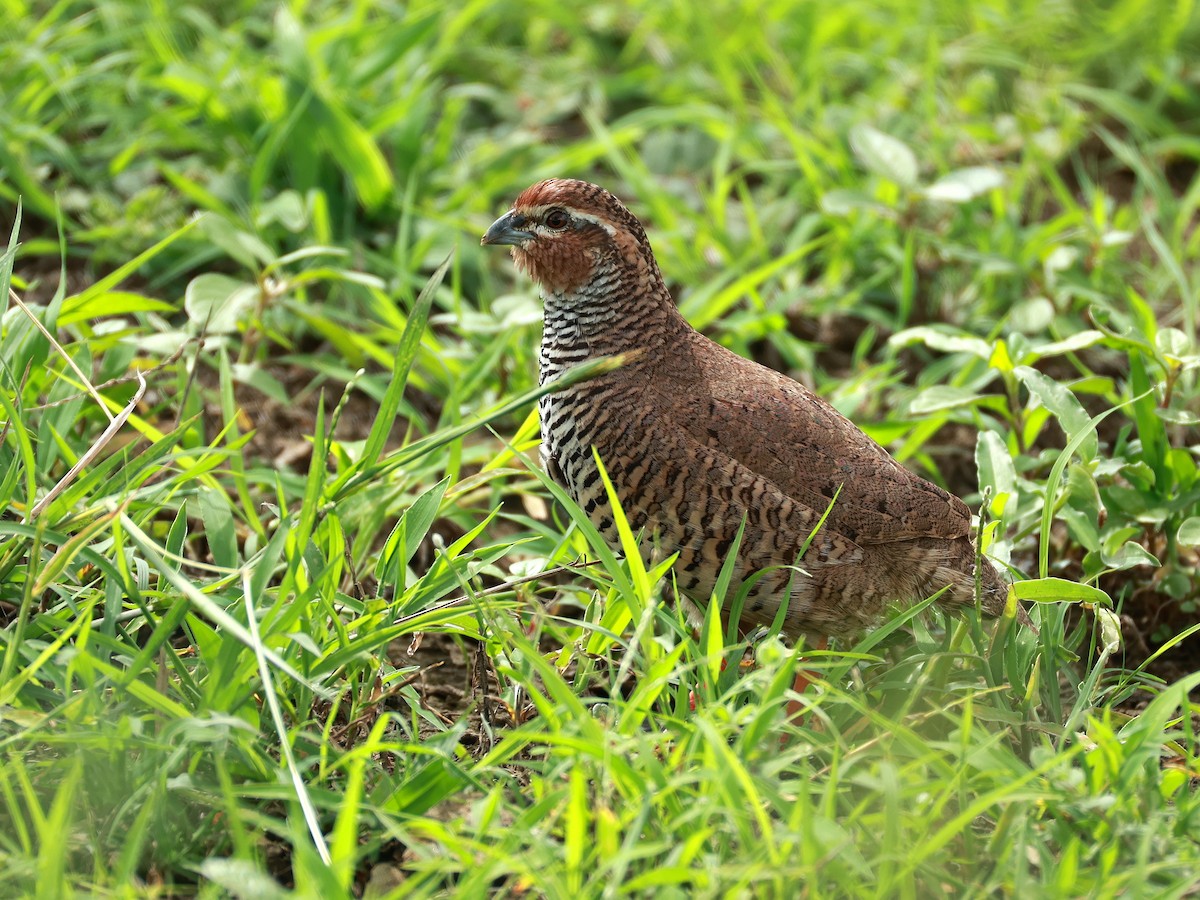 křepelka skalní - ML646111081