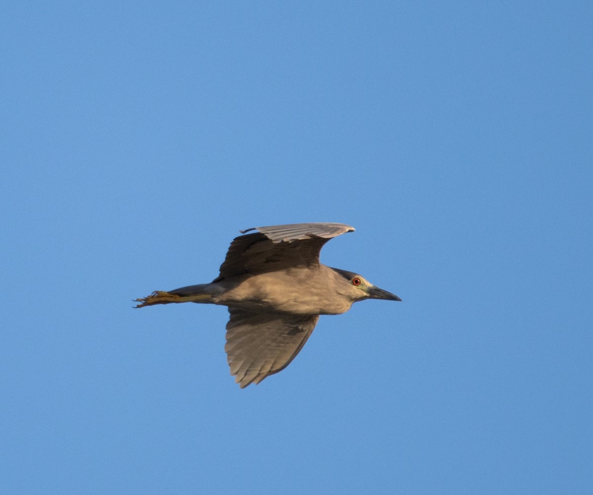 夜鷺 - ML646111084