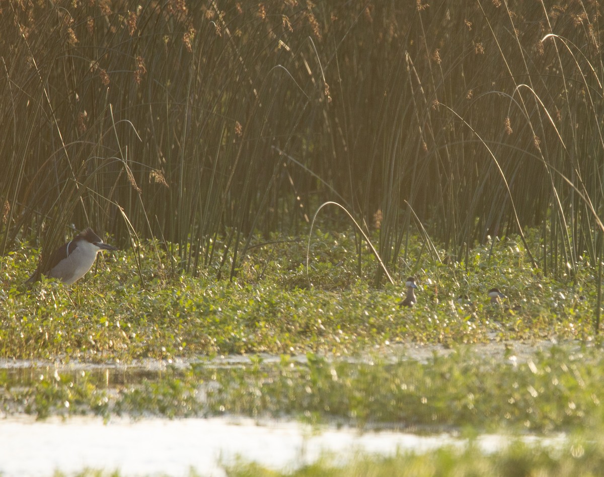 Black-crowned Night Heron - ML646111085