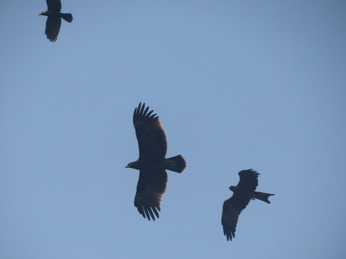 Greater Spotted Eagle - ML646111086
