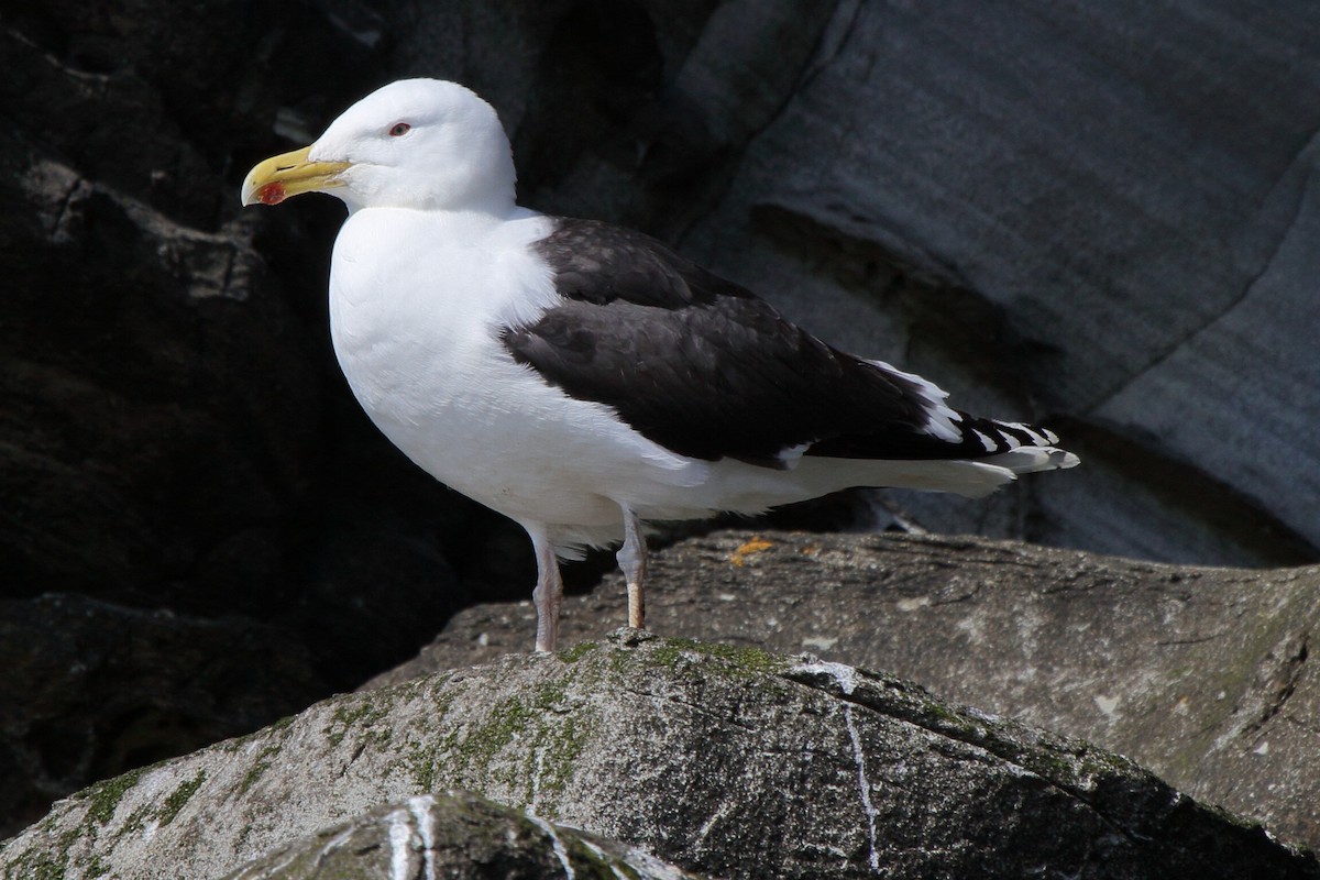 Great Black-backed Gull - ML646111090