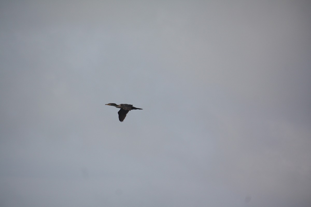 Double-crested Cormorant - ML646111092
