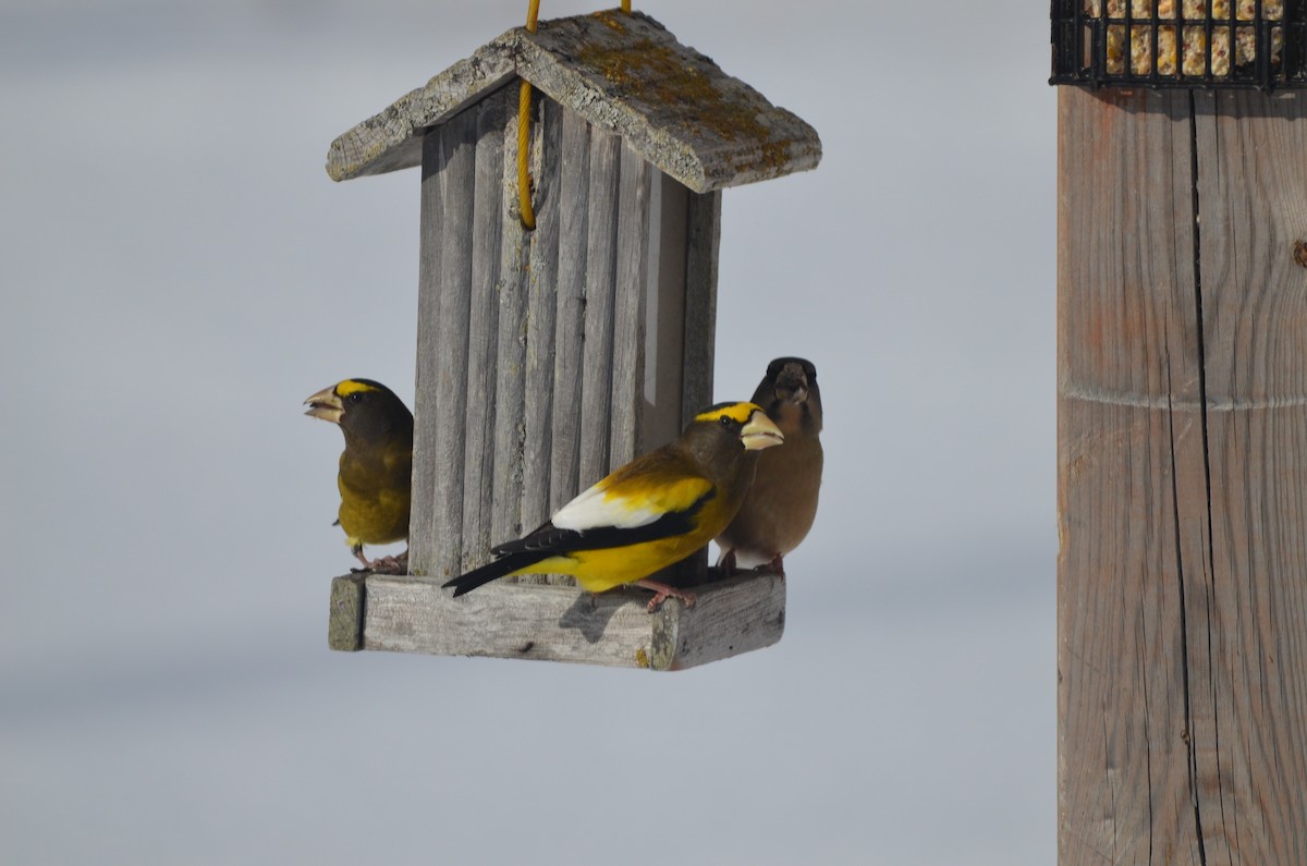 Evening Grosbeak - ML646111093