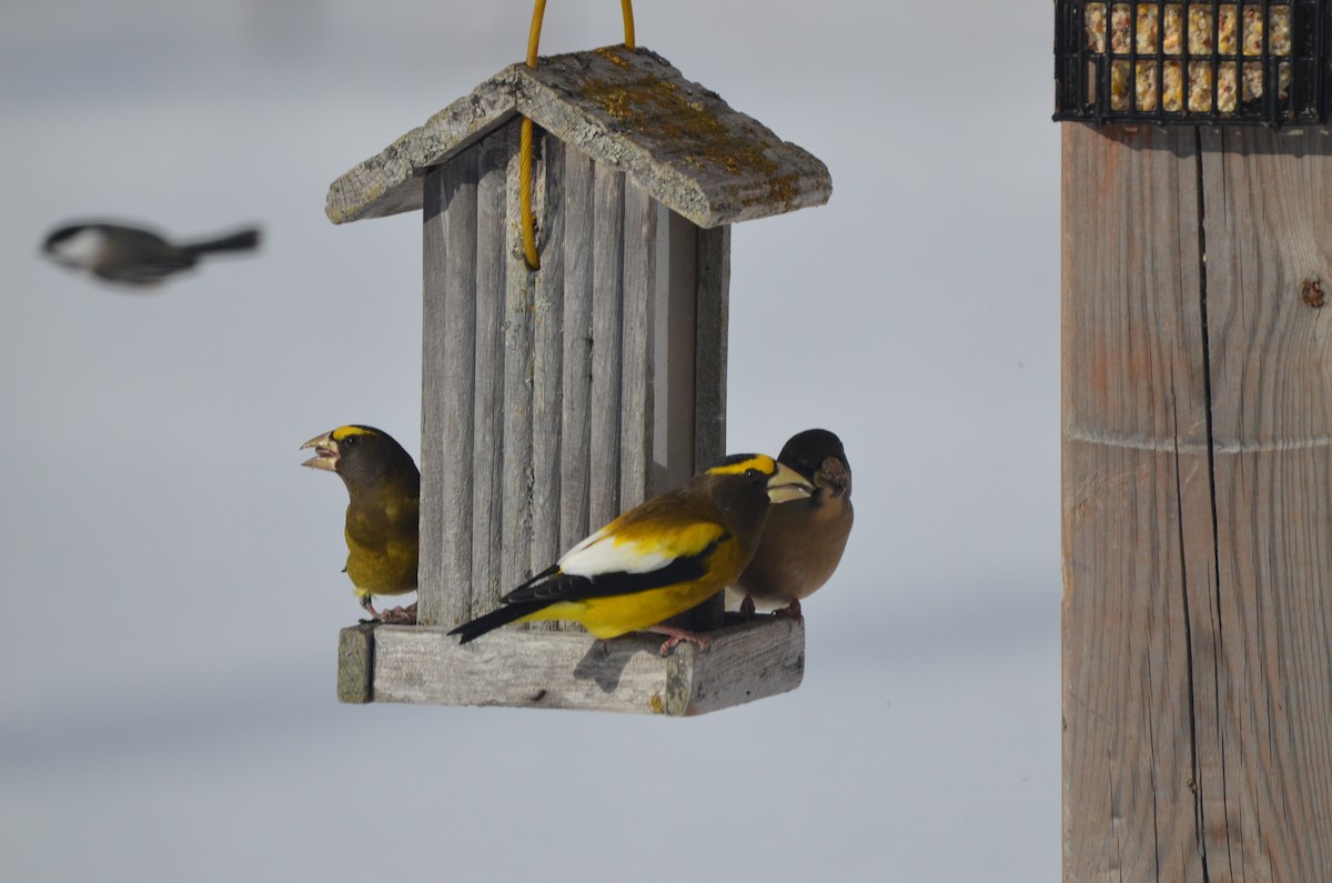 Evening Grosbeak - ML646111094