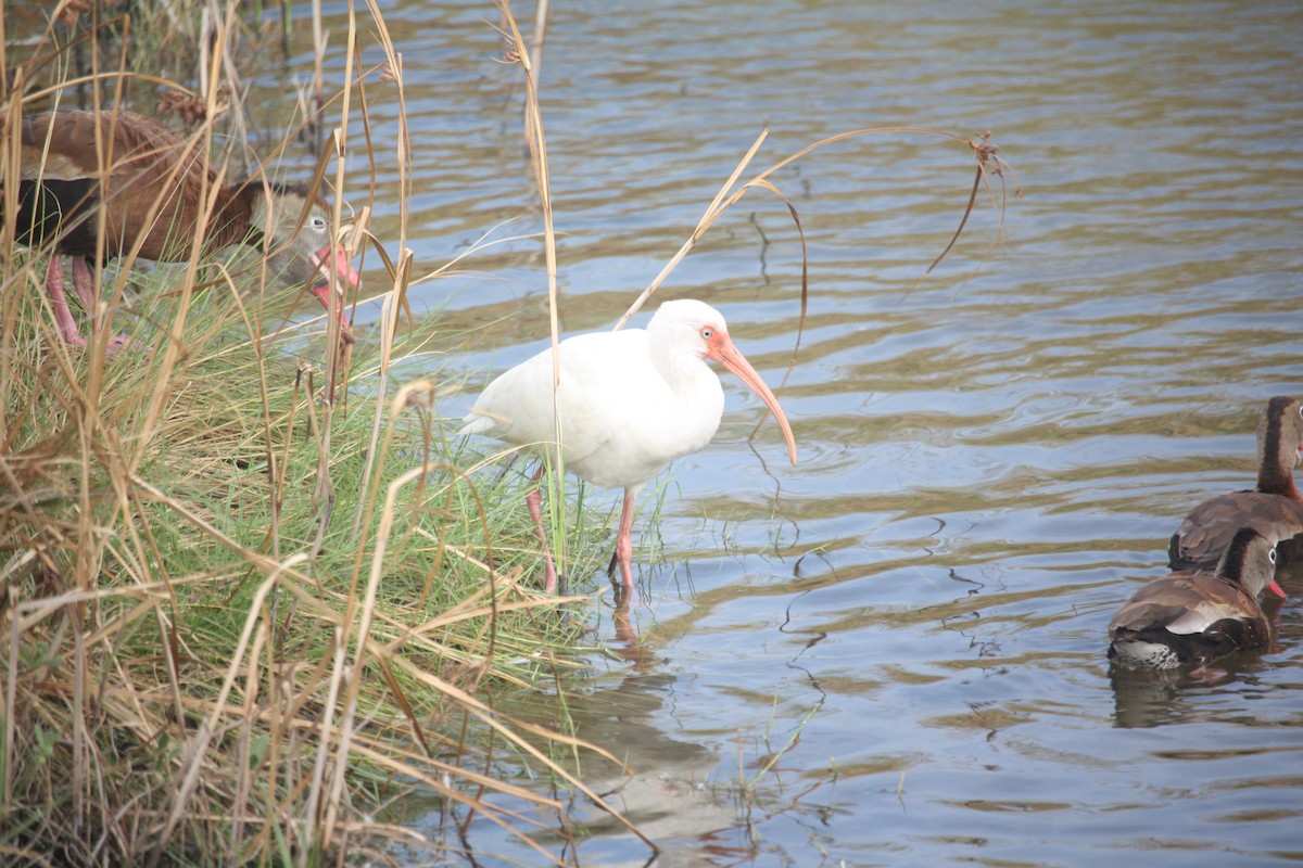 White Ibis - ML646111097