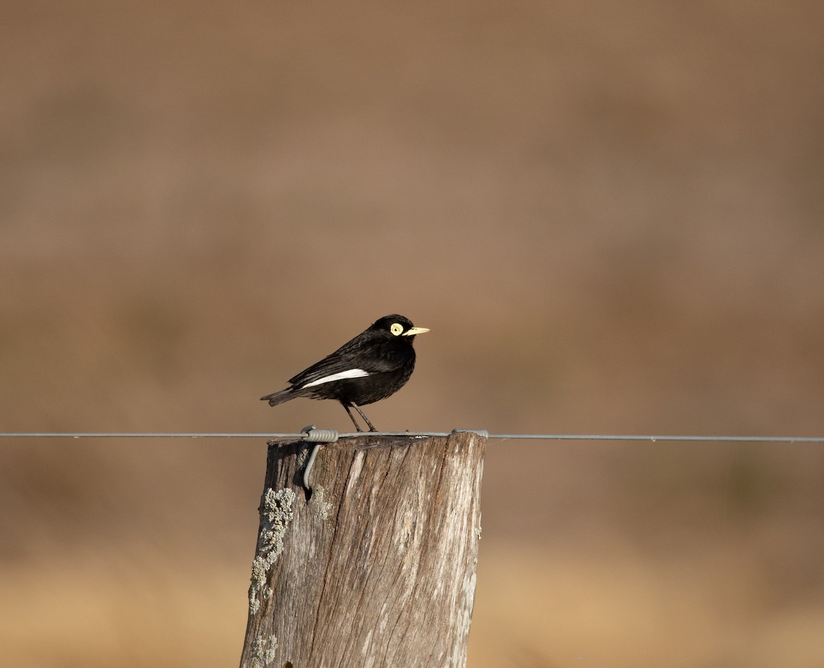 Spectacled Tyrant - ML646111098