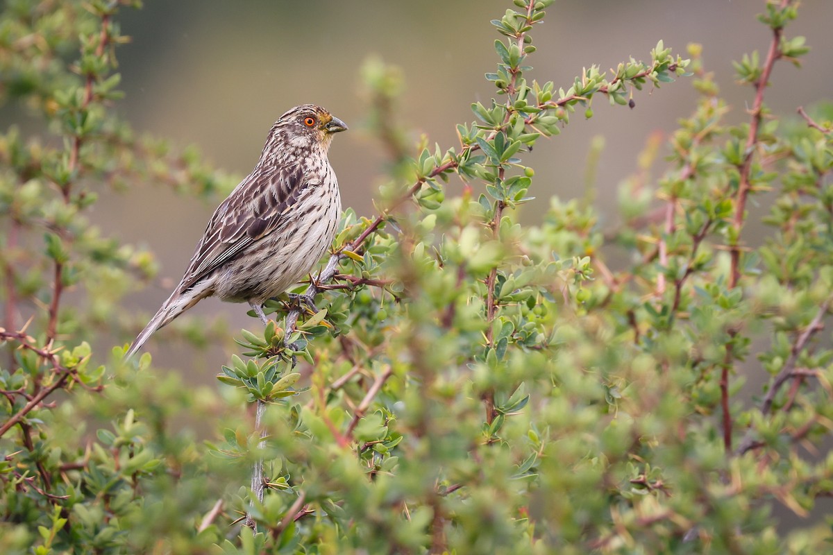 Rufous-tailed Plantcutter - ML646111100