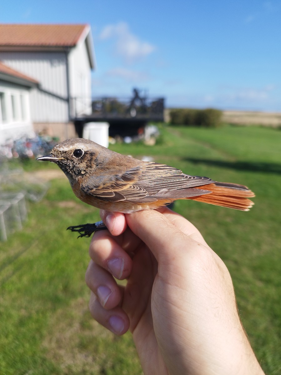 Common Redstart - ML646111101