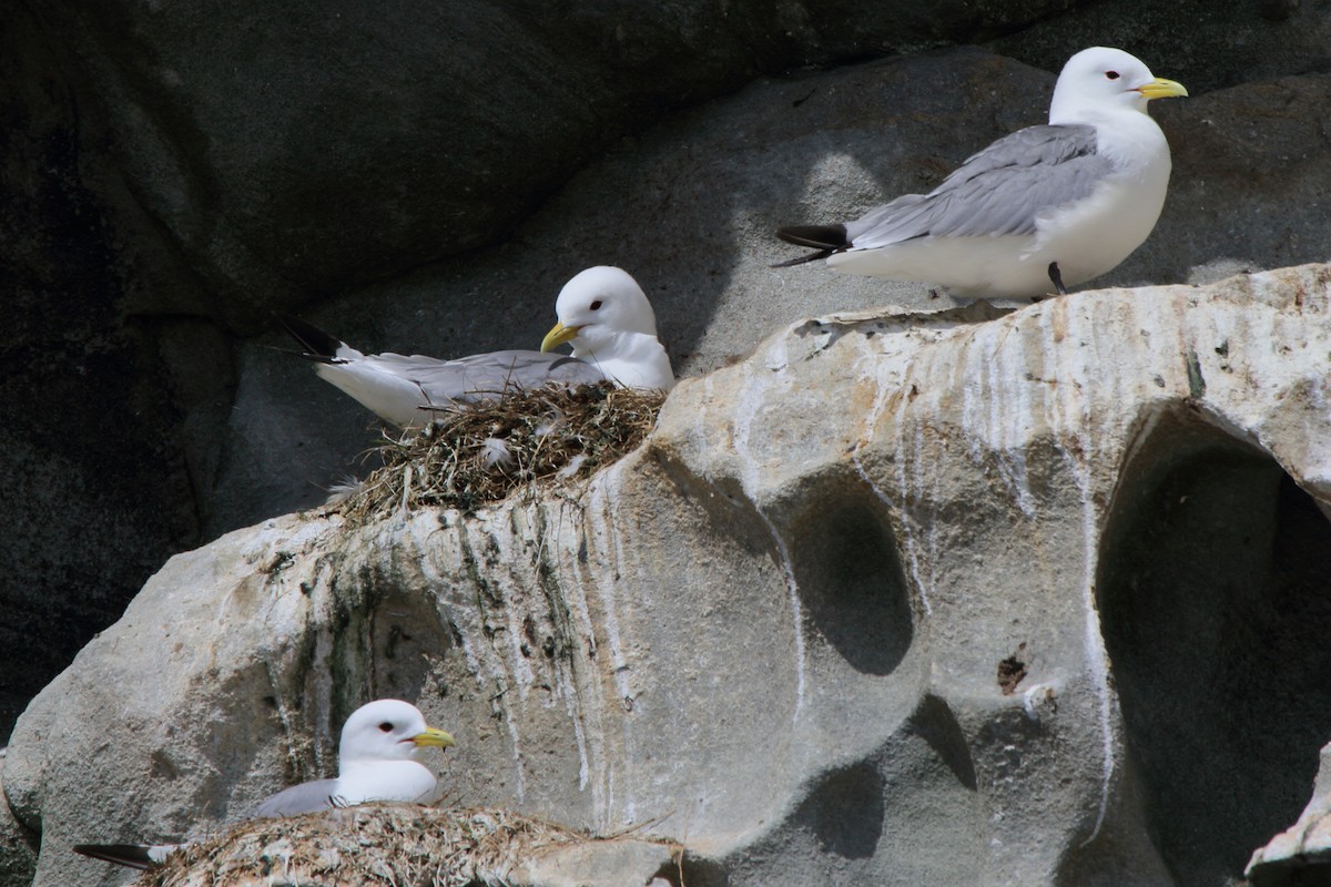 Black-legged Kittiwake - ML646111102