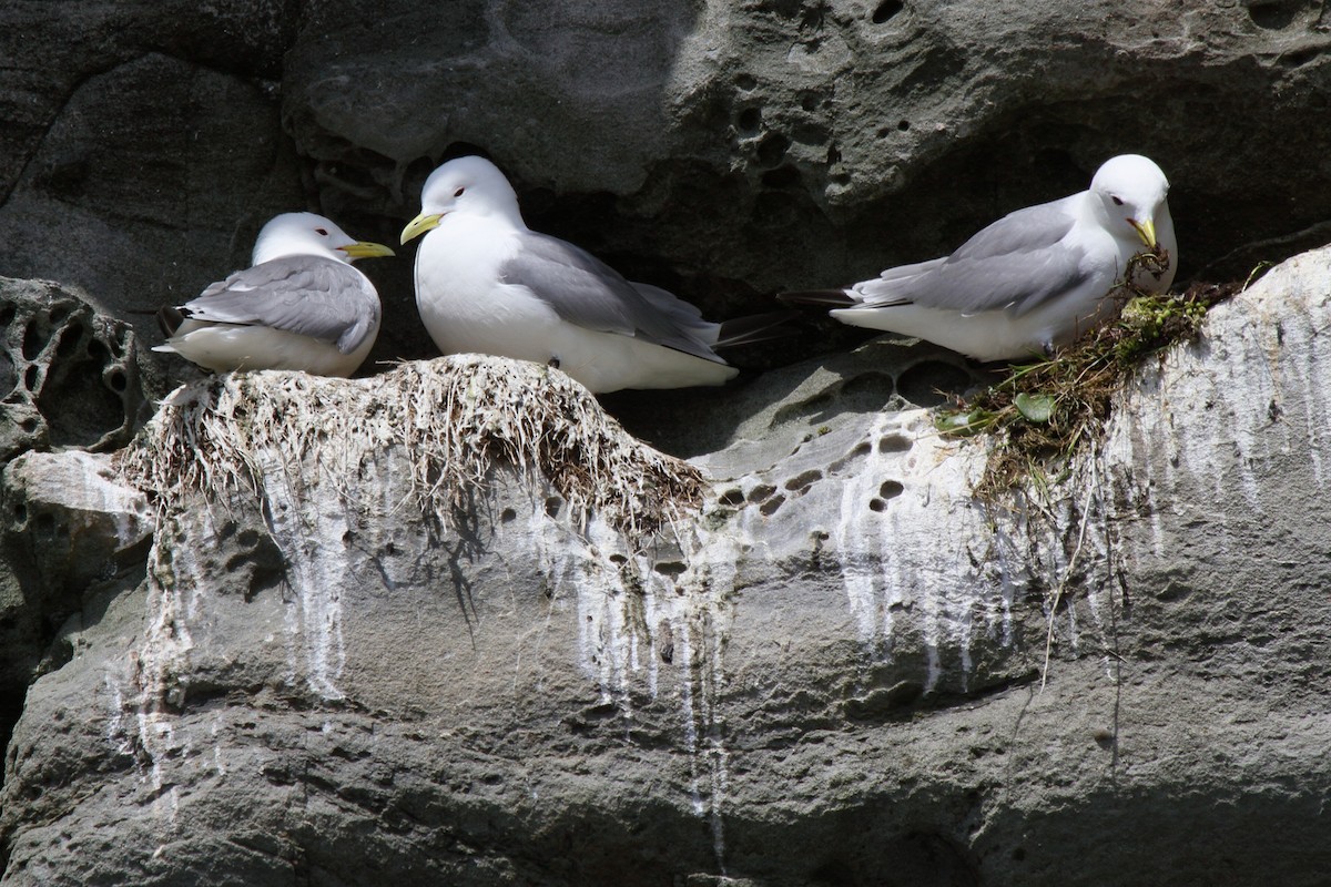 Black-legged Kittiwake - ML646111103