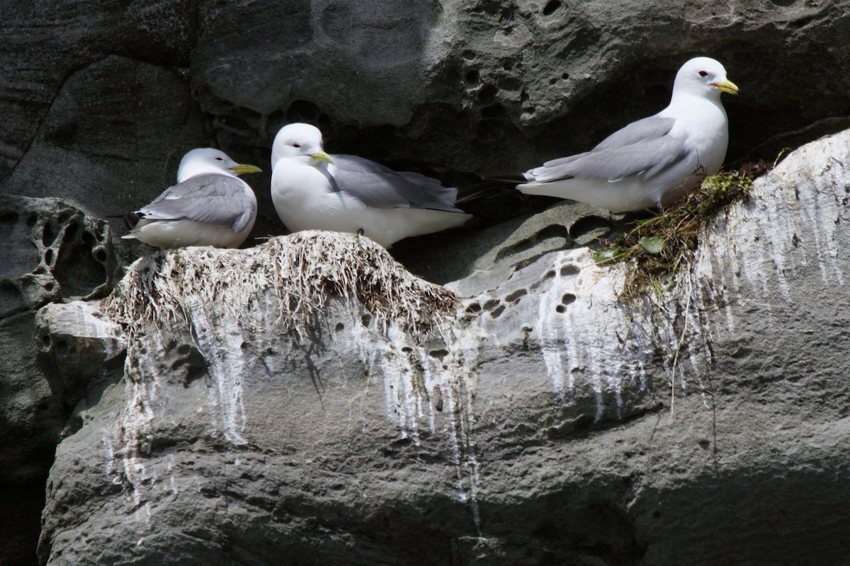 Black-legged Kittiwake - ML646111104